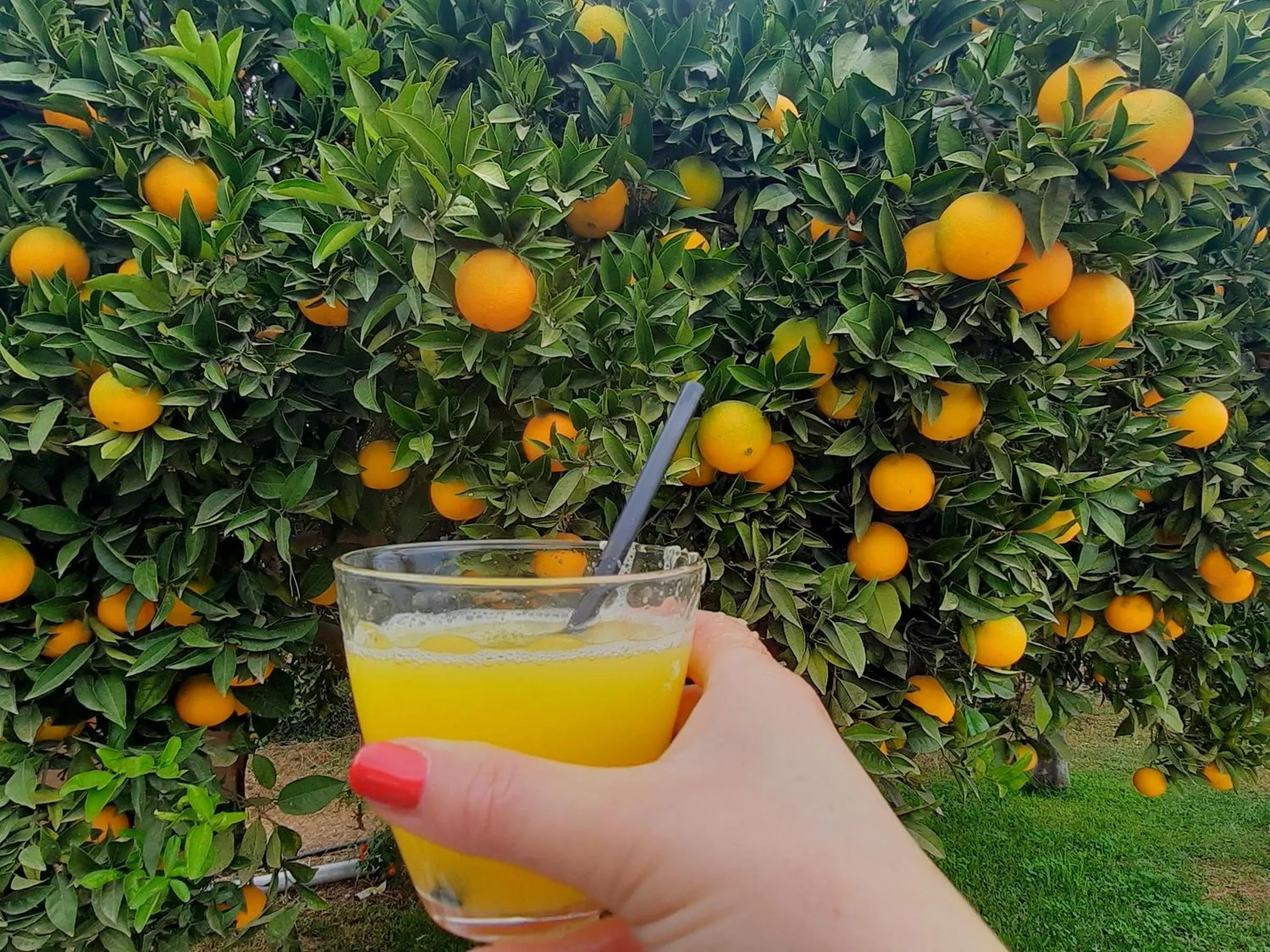 Drinks in Finca Sueño de Vida