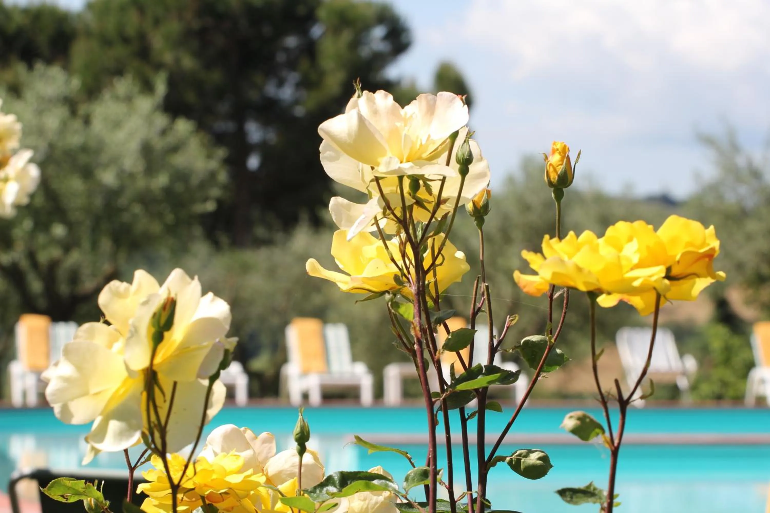 Garden in Hotel Panoramic Montepulciano