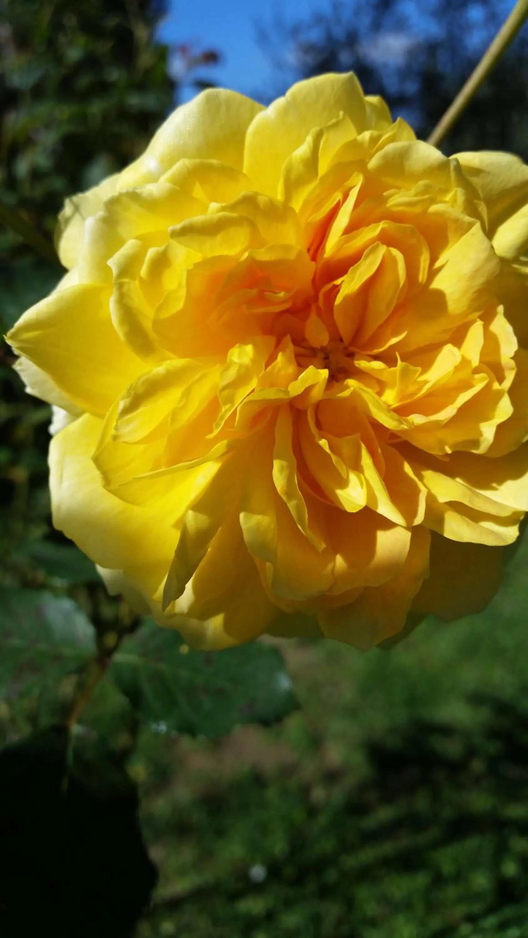 Garden in Hotel Panoramic Montepulciano