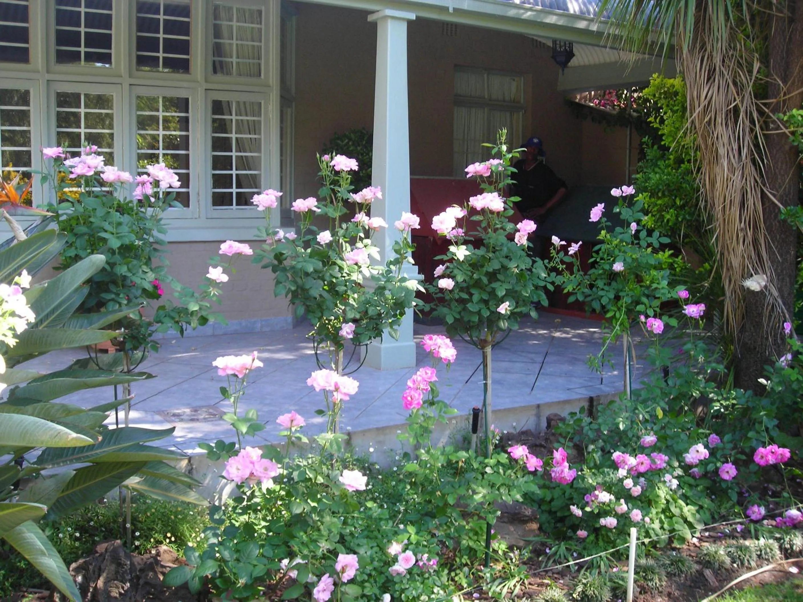 Garden in Oleander Guest House