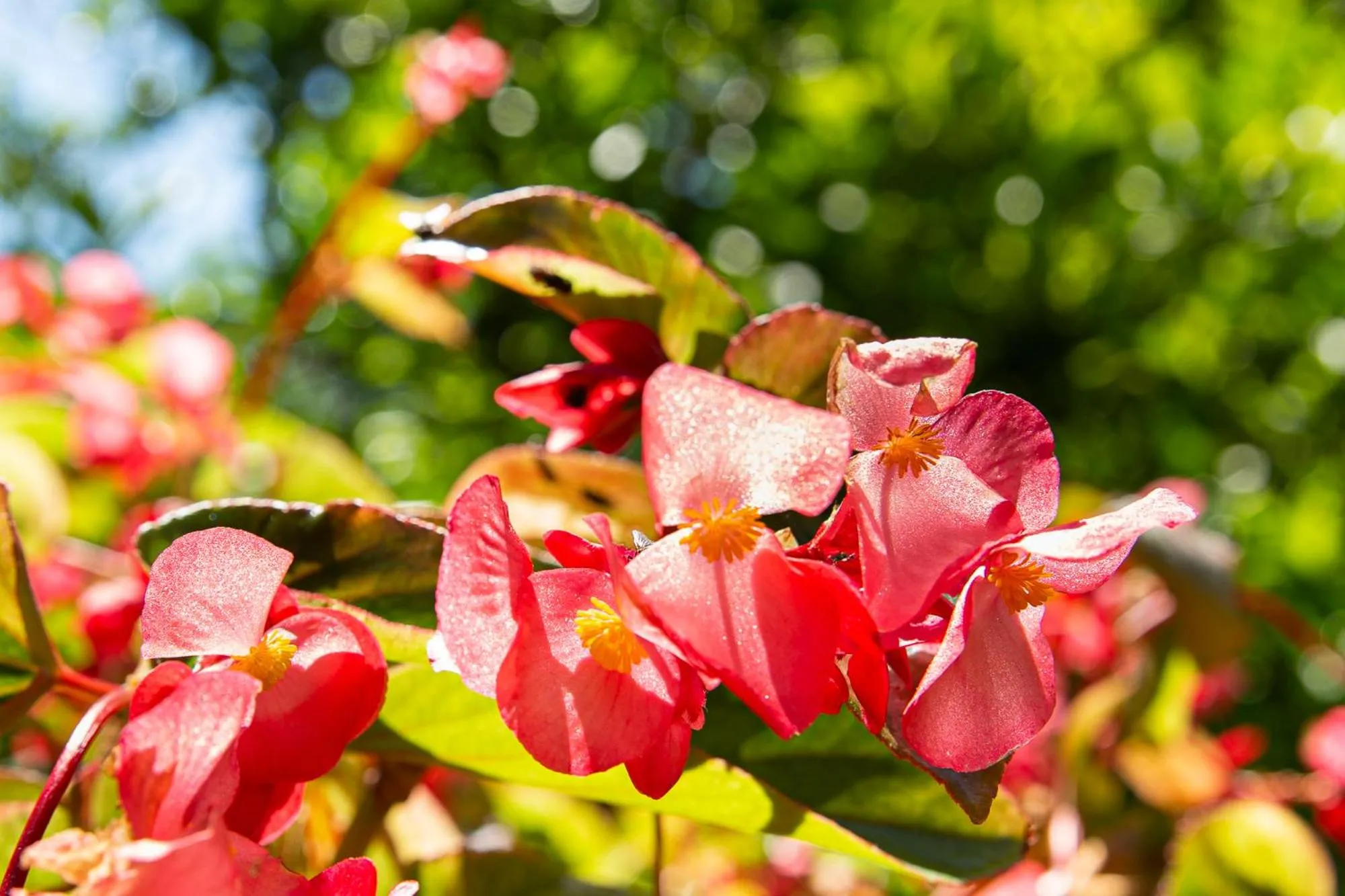 Garden in Hotel Villa Elisa & Spa