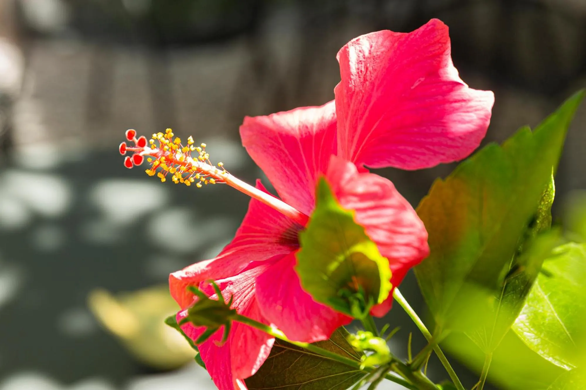 Garden in Hotel Villa Elisa & Spa