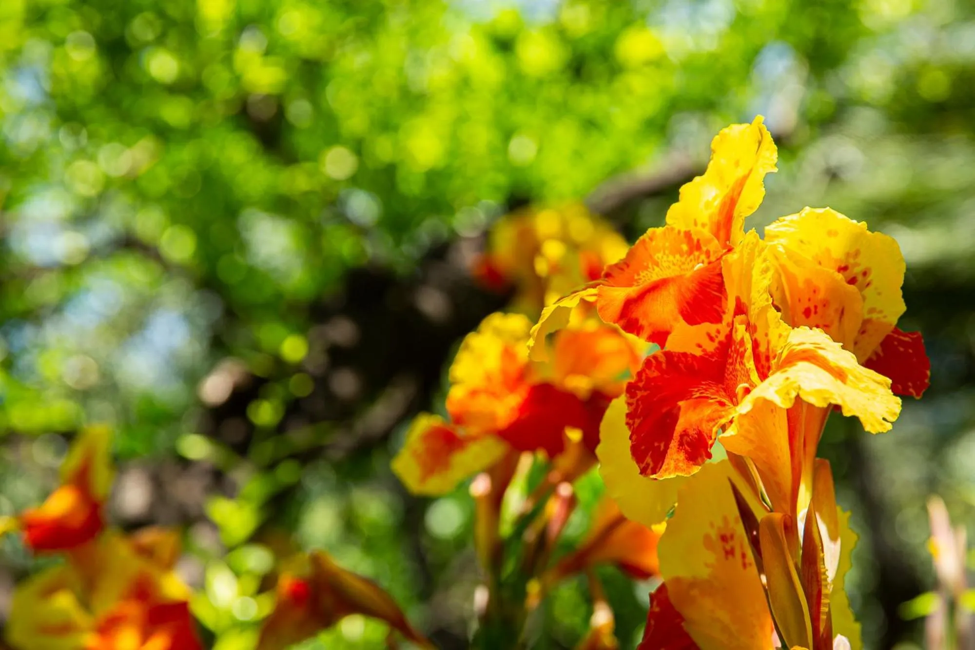 Garden in Hotel Villa Elisa & Spa