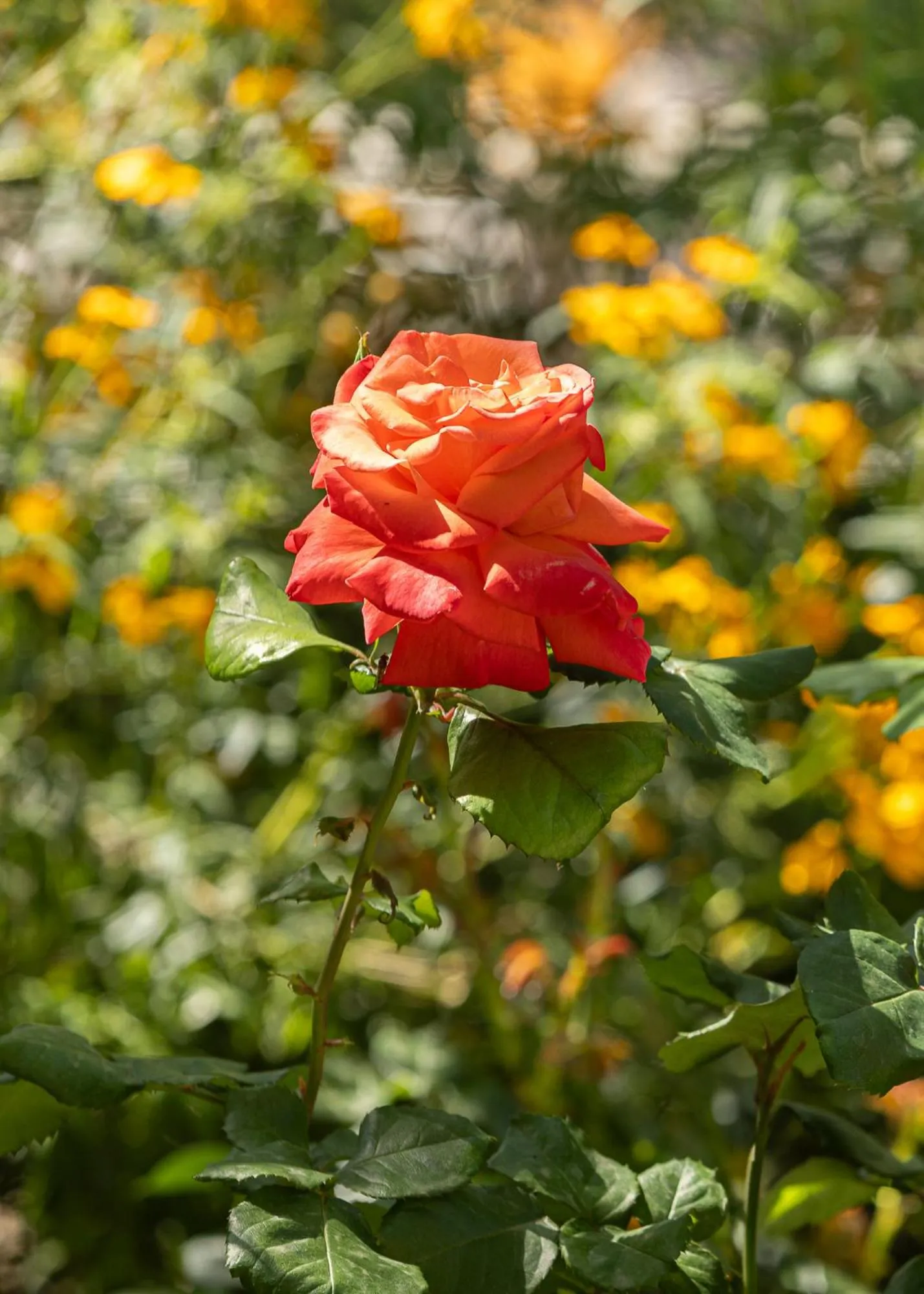 Garden in Hotel Villa Elisa & Spa