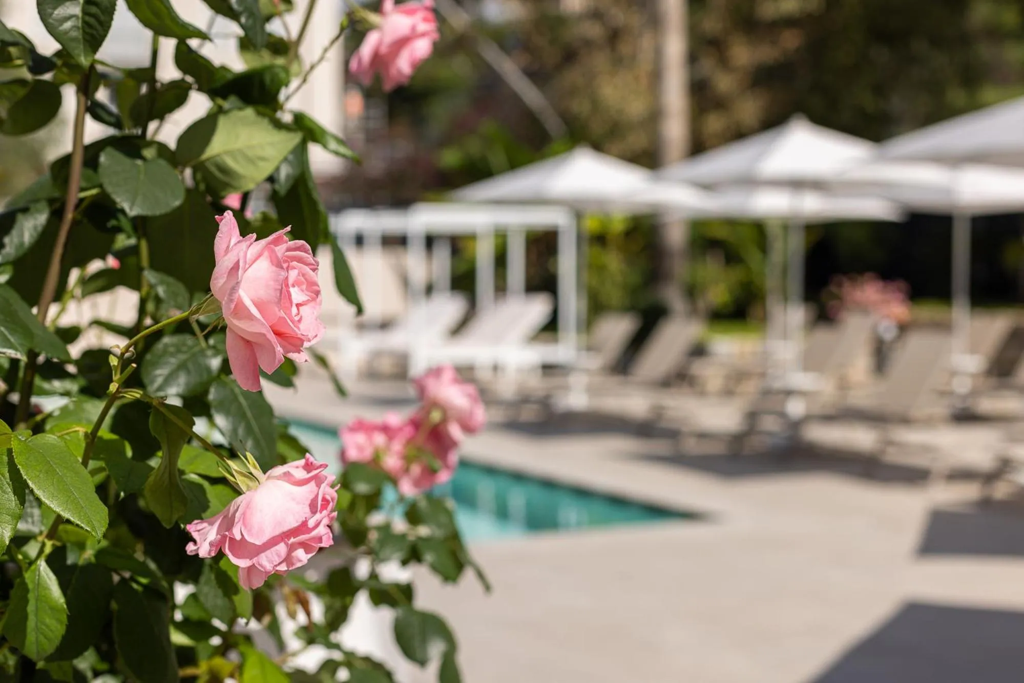 Swimming pool in Hotel Villa Elisa & Spa