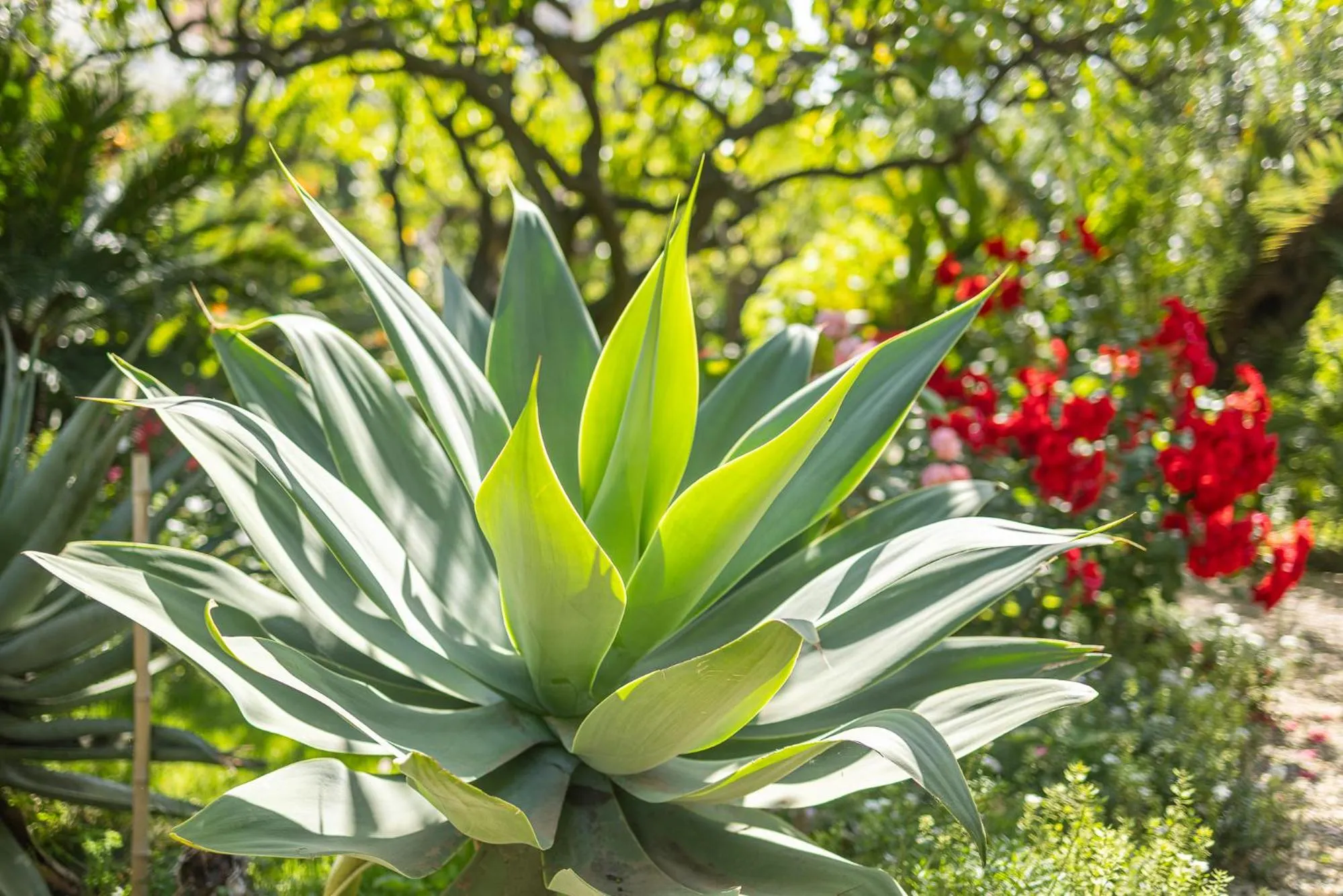 Garden in Hotel Villa Elisa & Spa