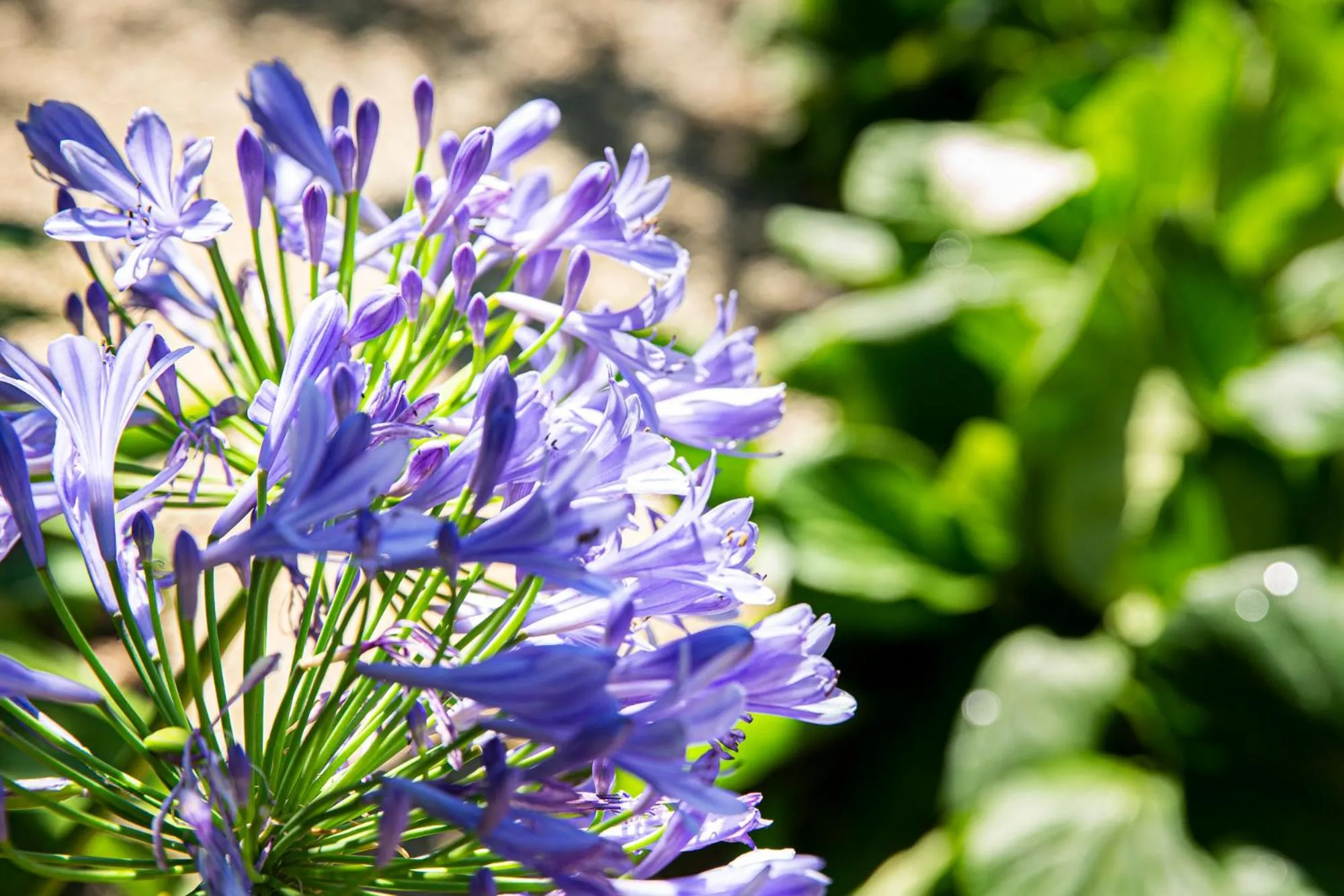 Garden in Hotel Villa Elisa & Spa