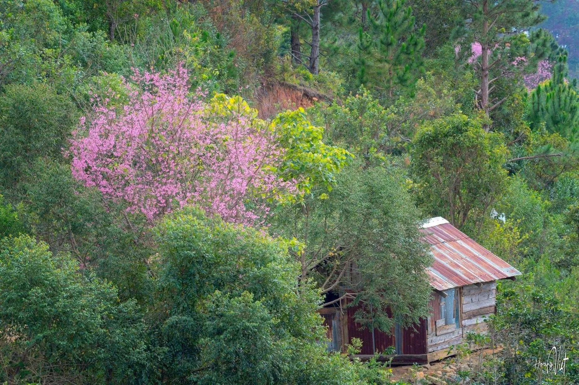 Bird's eye view in Moc Nhien Hostel Da Lat