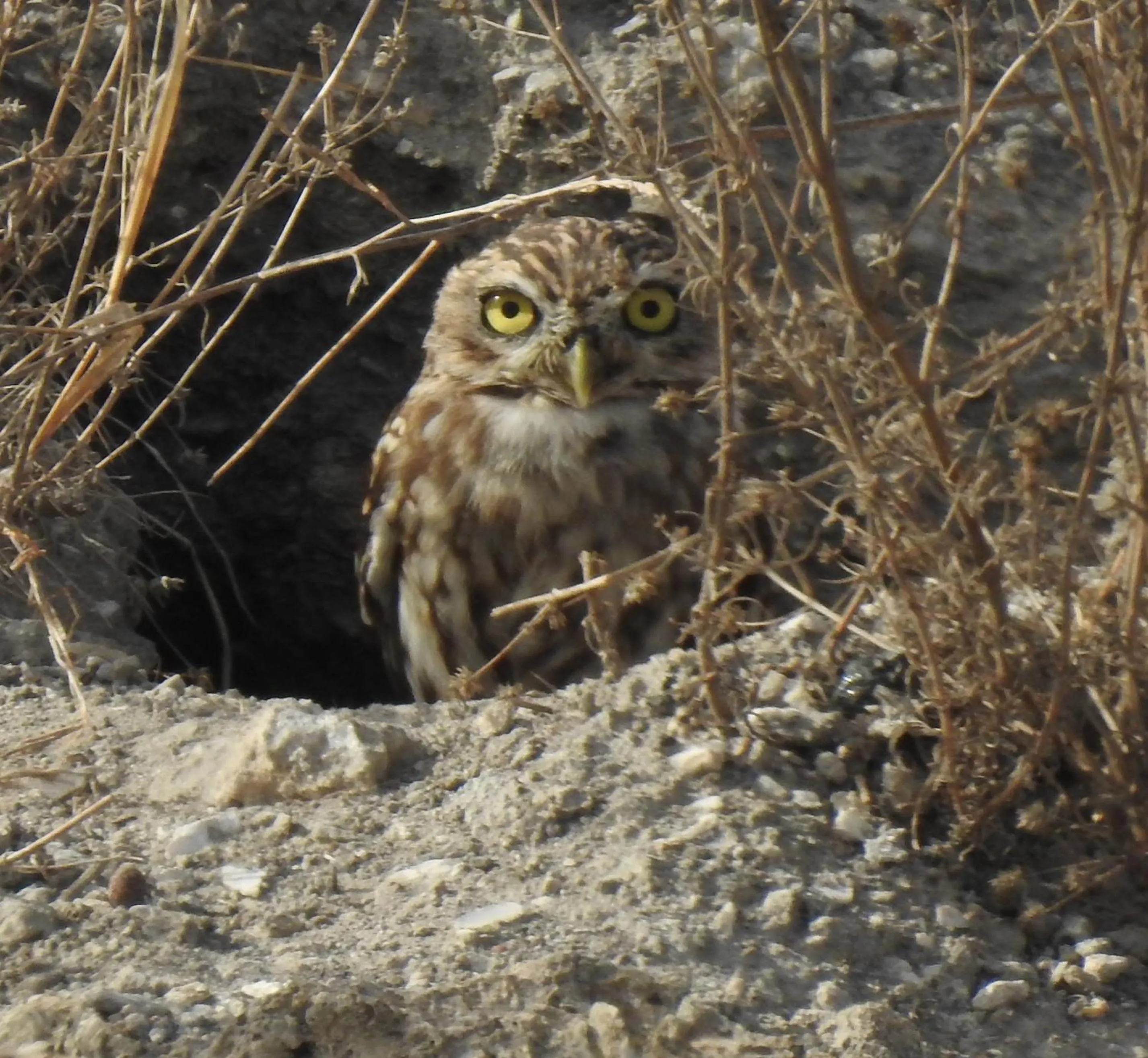 Natural landscape in Villa Aries - Rural Chic Experience