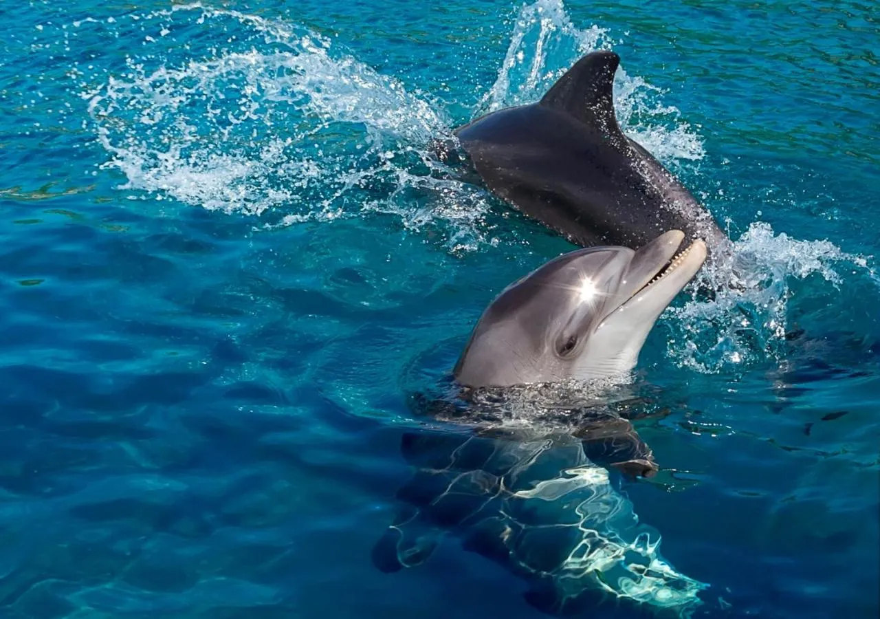 Other in Melio Hotel Eilat