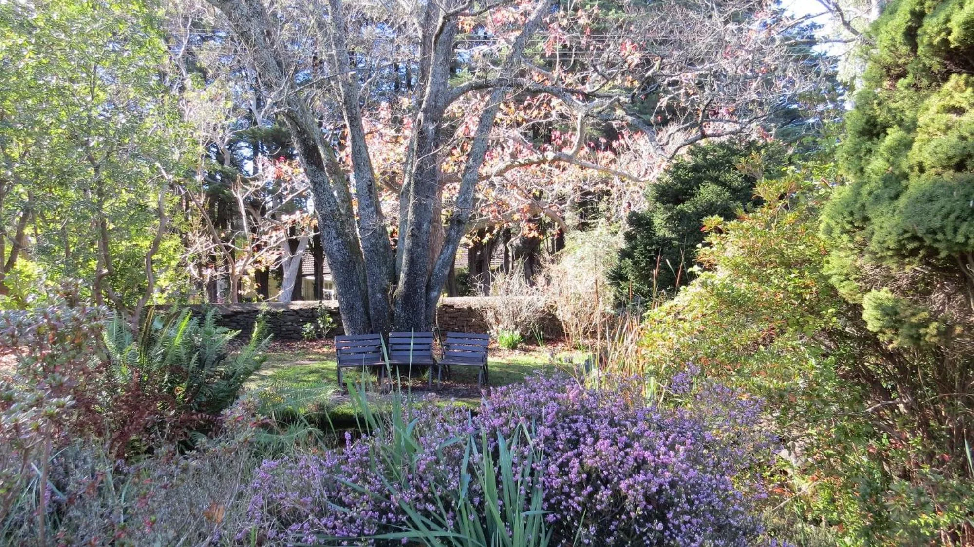 Garden in Leura Gardens Resort