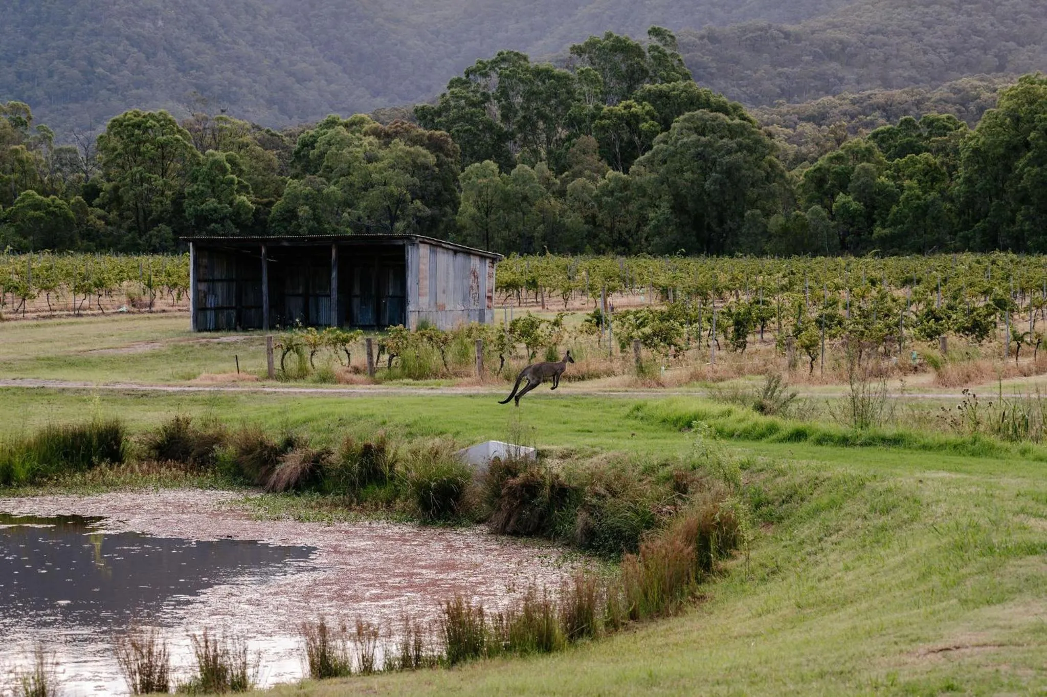 Natural landscape in Leogate Estate Villas