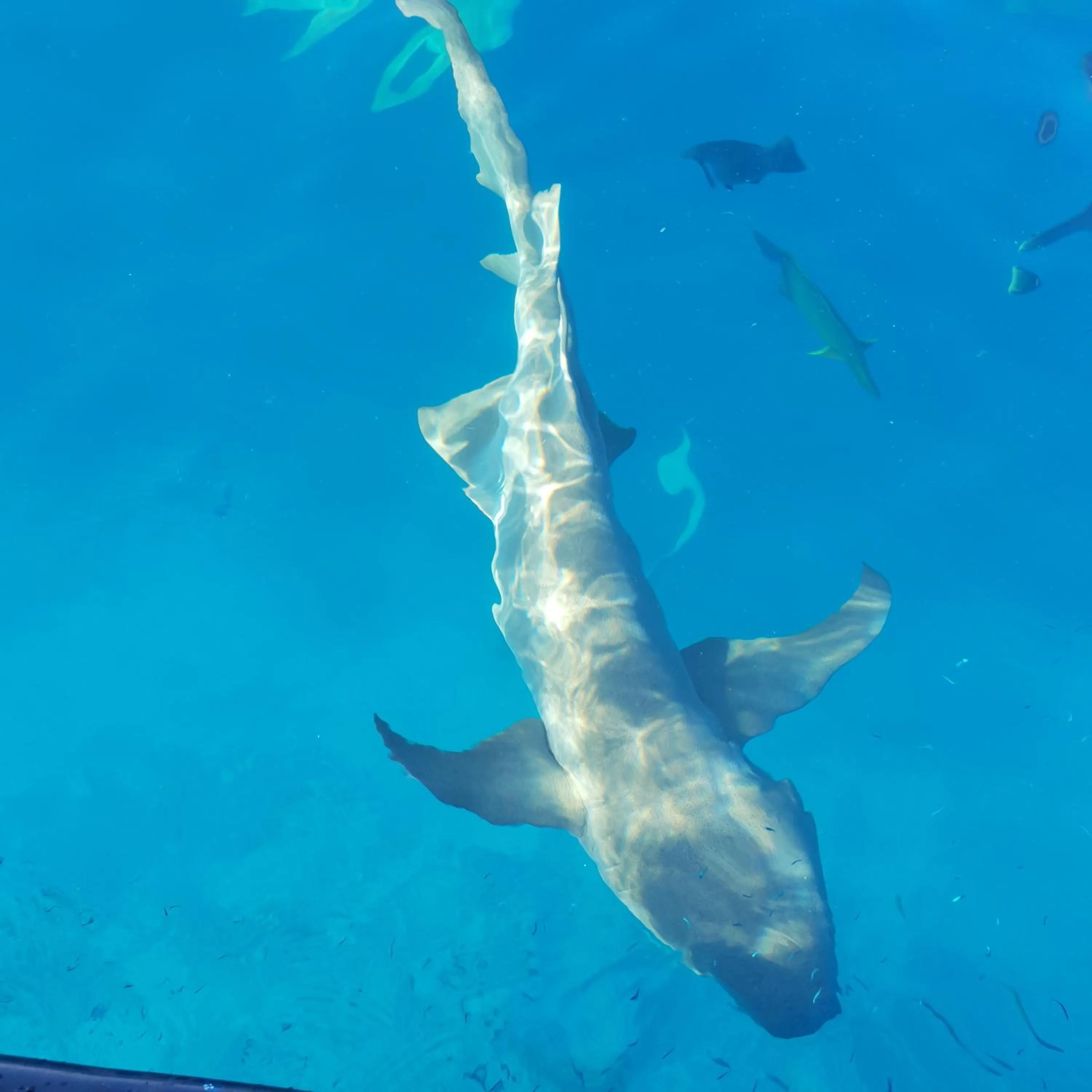 Snorkeling in Thundi Sea View