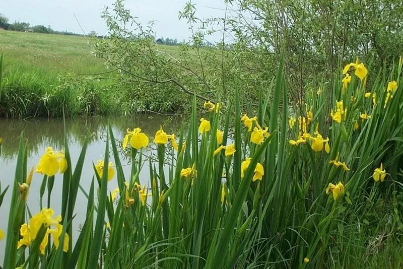 Natural landscape in Ô'Maxethel