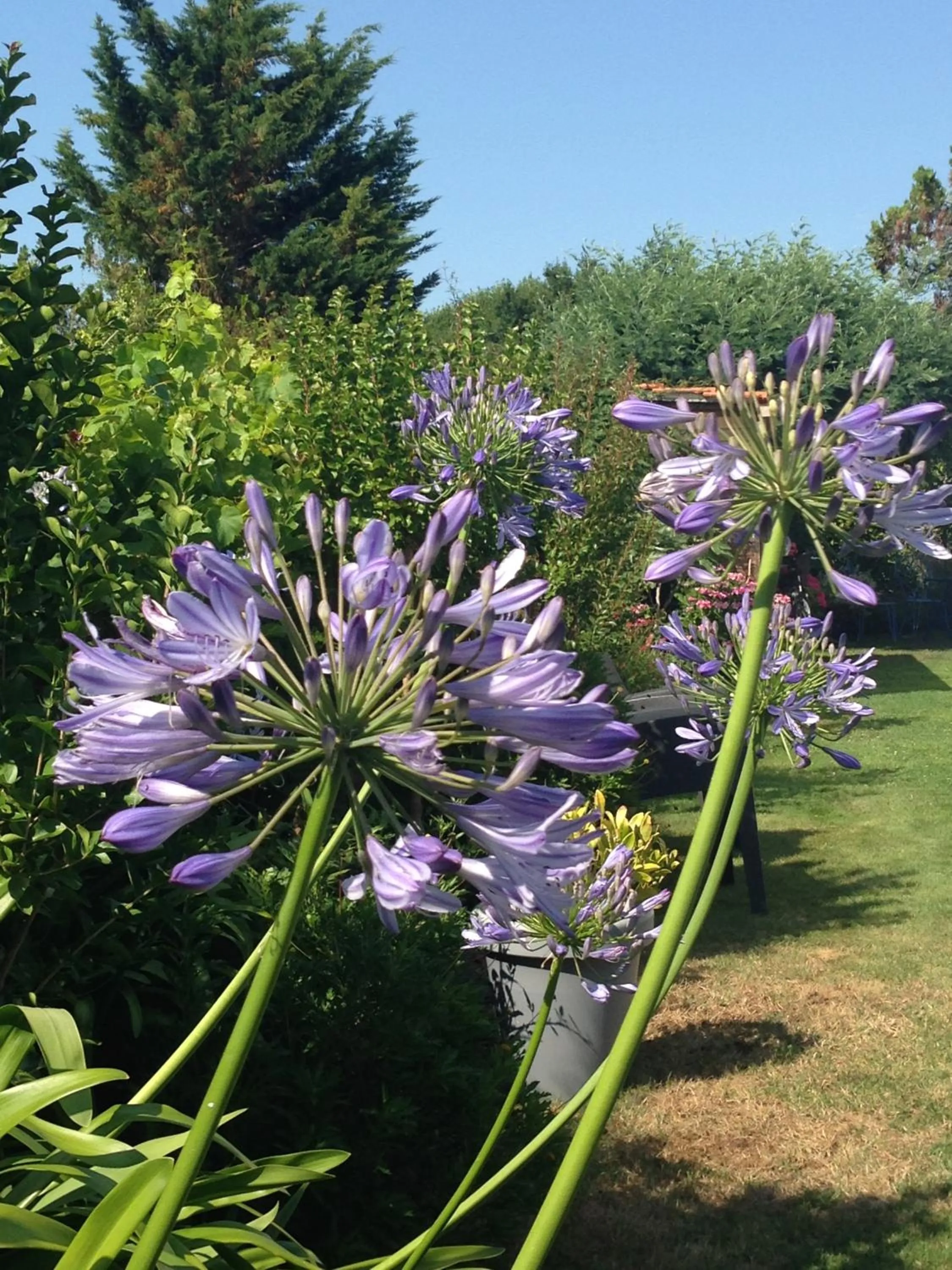 Garden in Ô'Maxethel