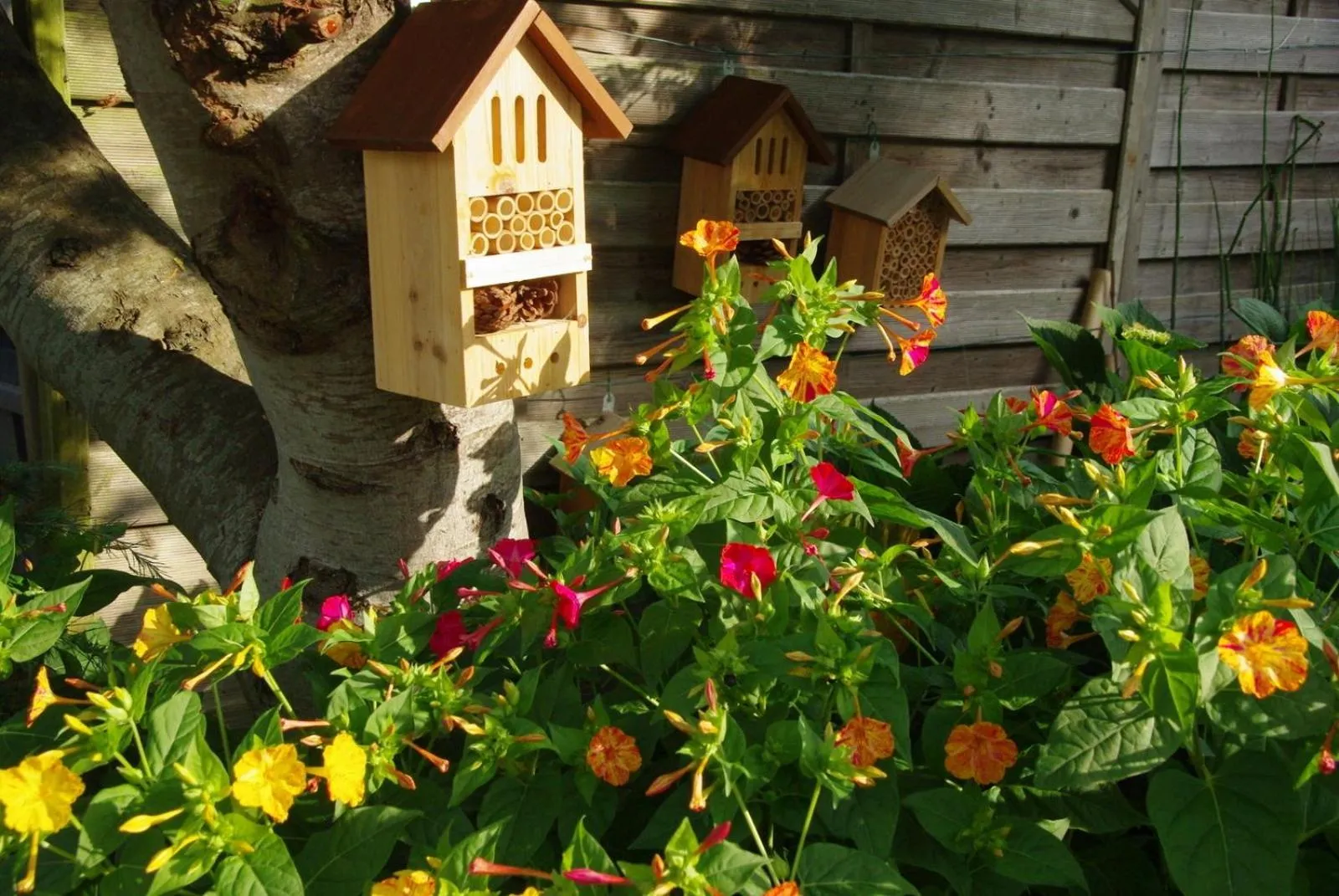 Garden in Ô'Maxethel