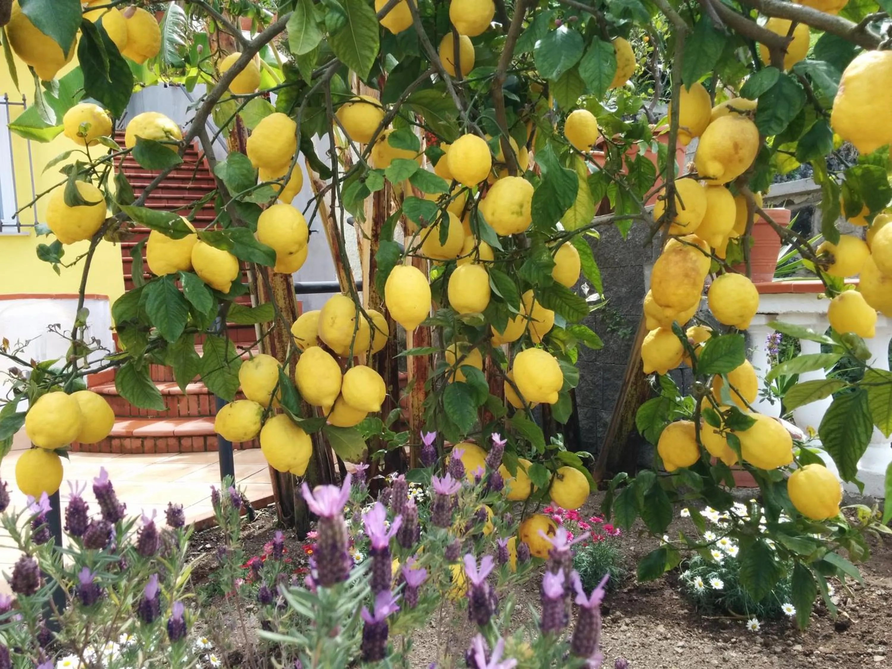 Garden in Hotel Ape Regina