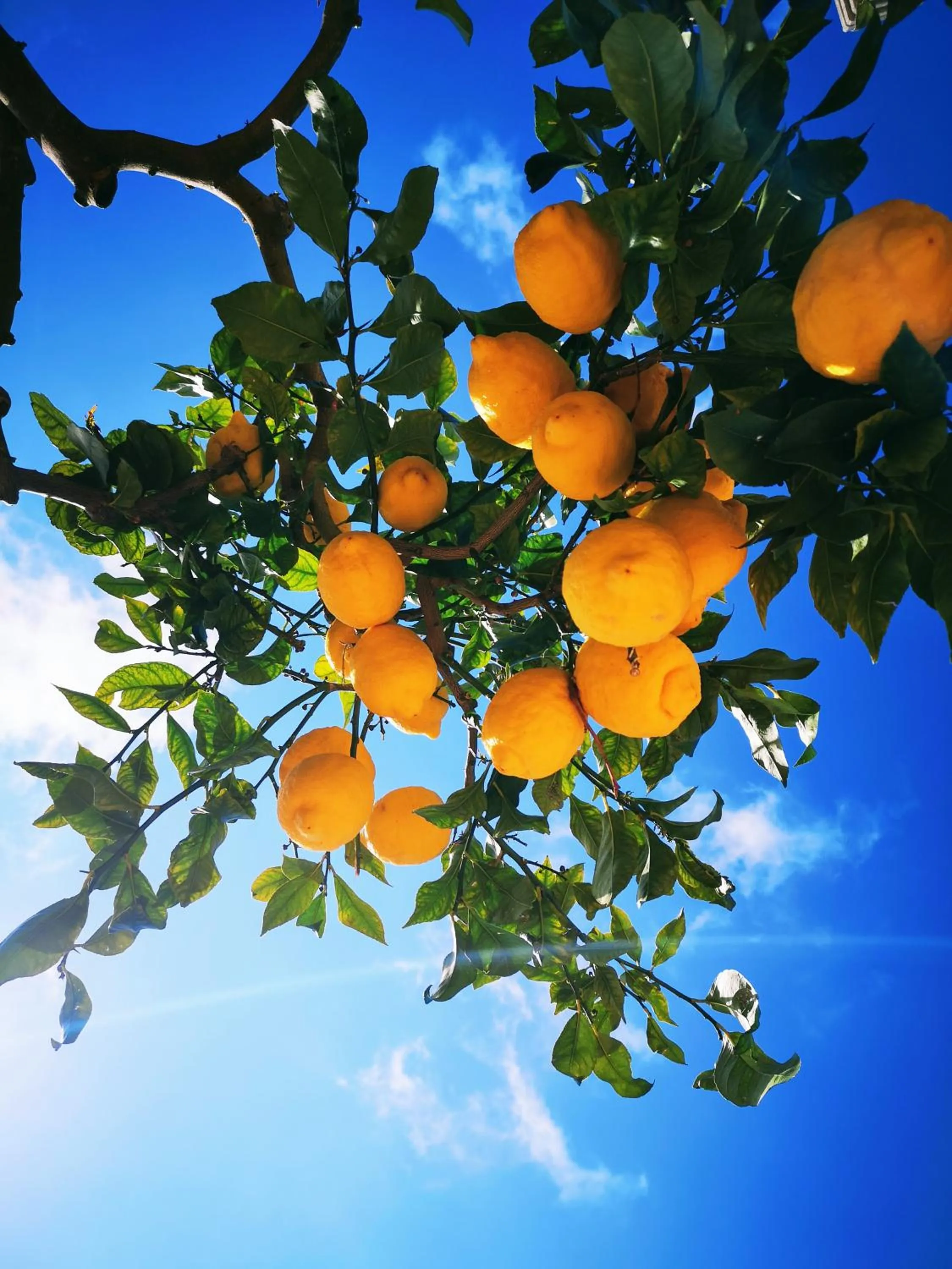 Garden in Hotel Ape Regina