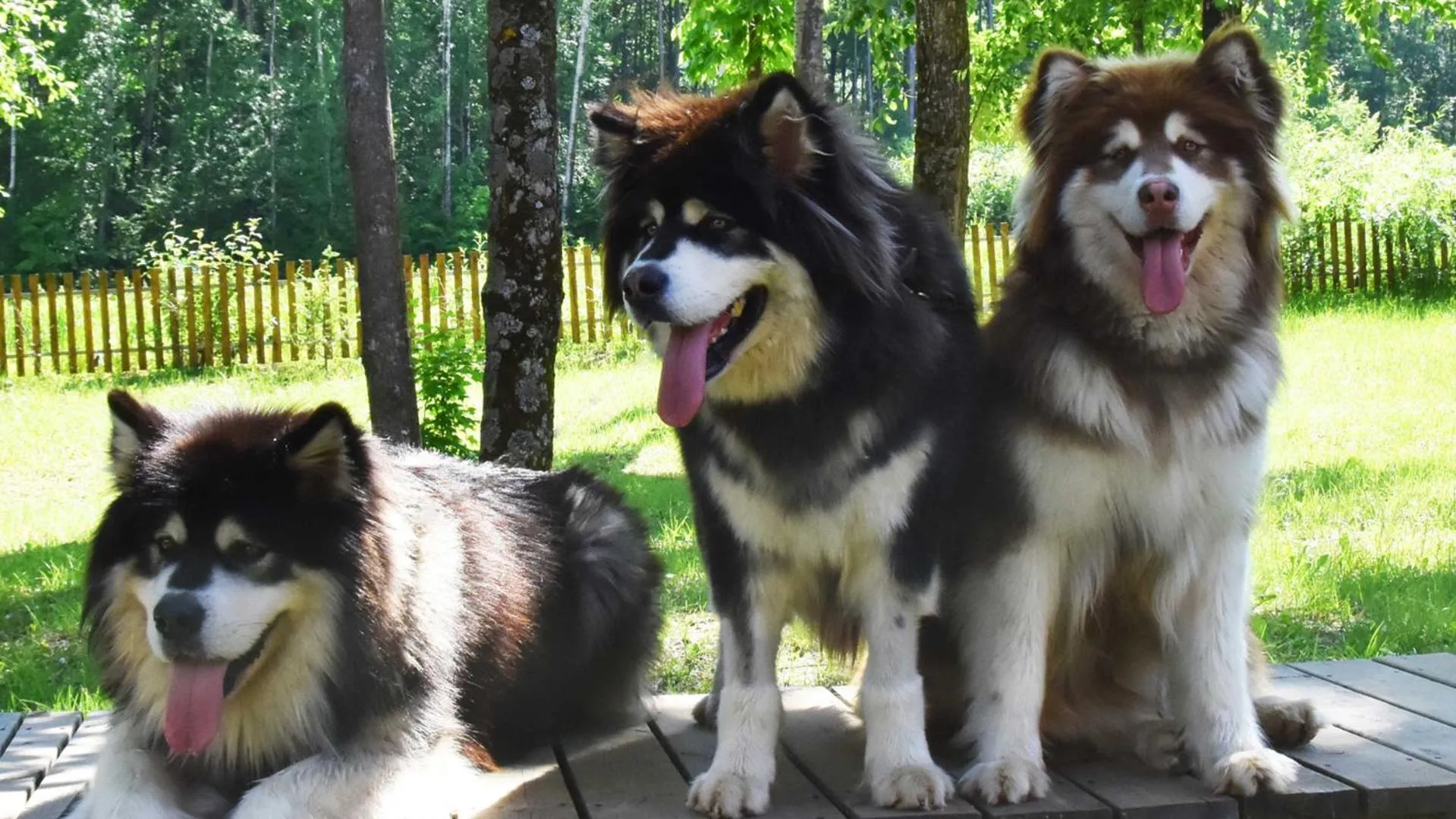 Animals in Hyatt Regency Changbaishan