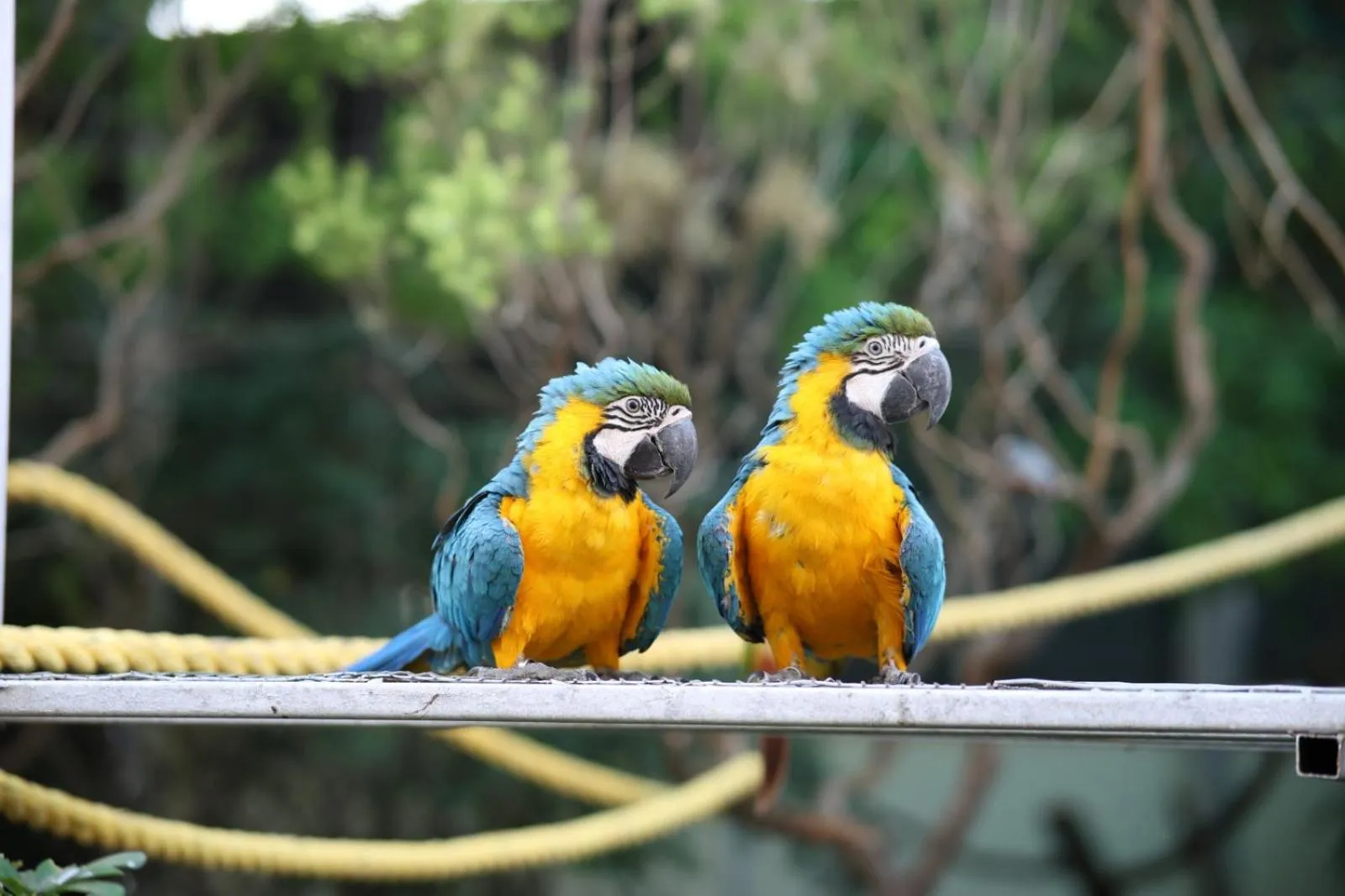 Bird's eye view in Camel Valley Resort & Spa, Igatpuri