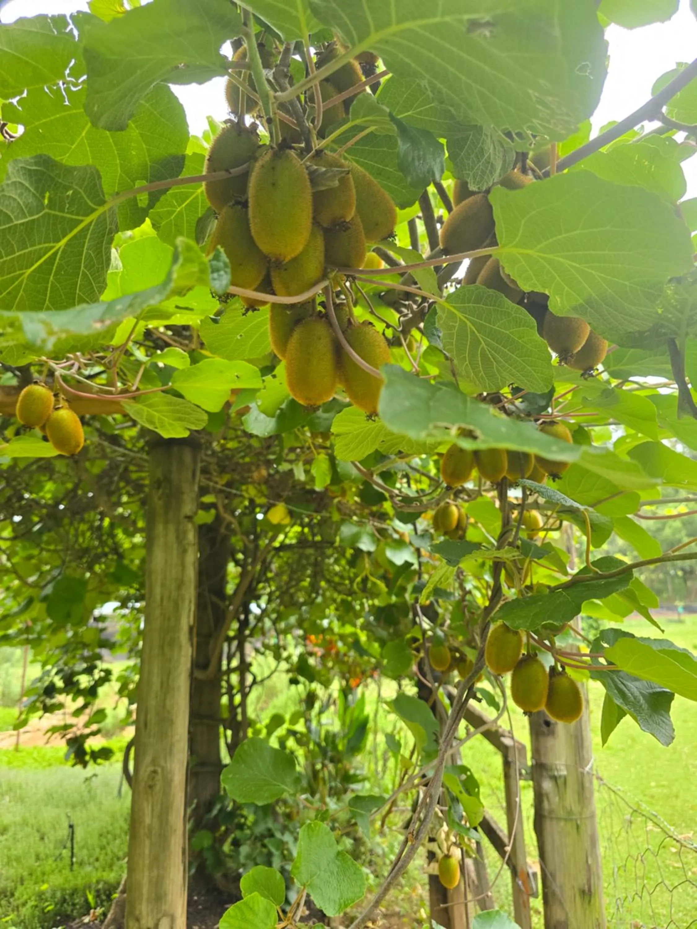 Garden in Berghouse and Cottages