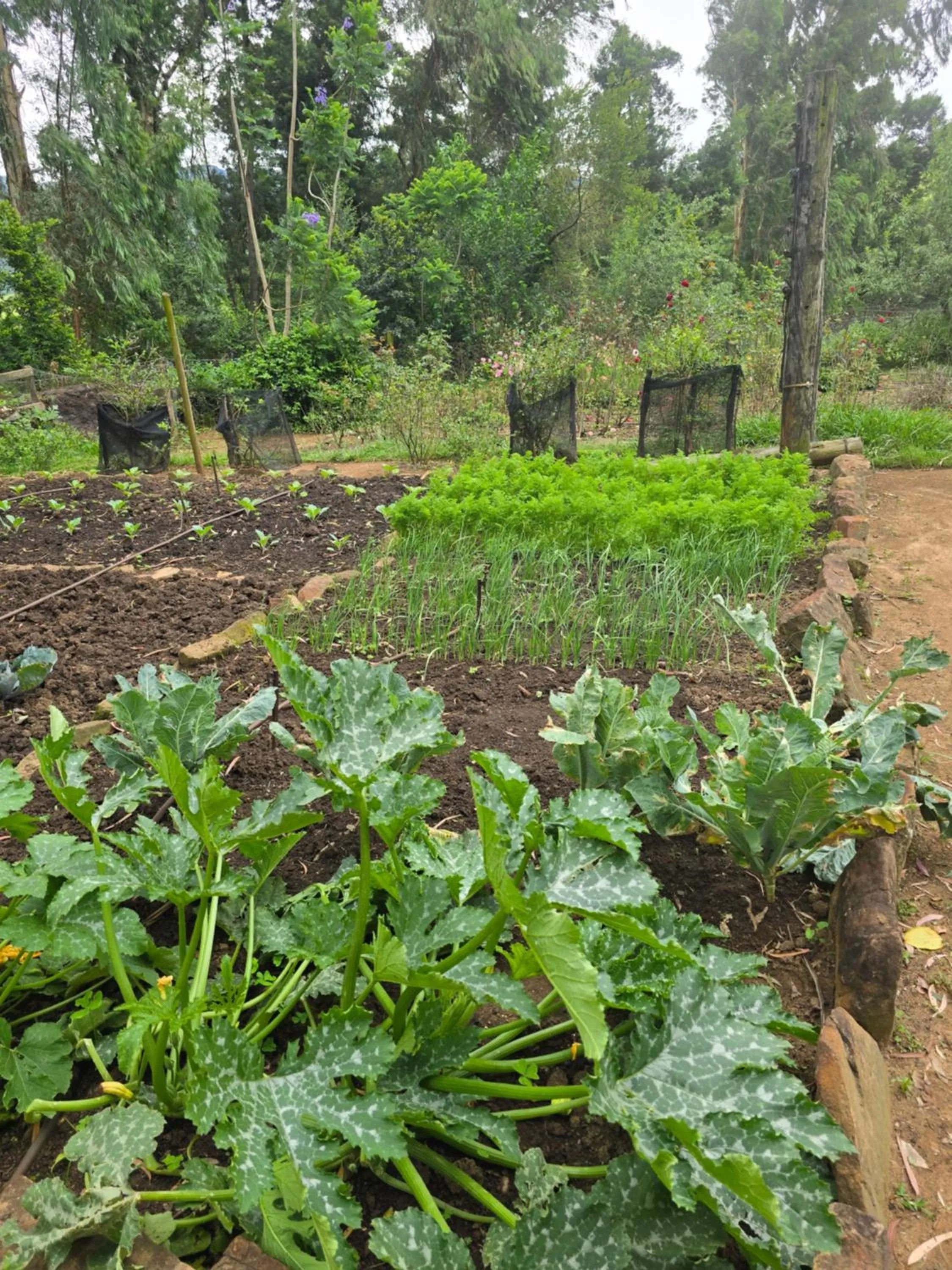 Garden in Berghouse and Cottages