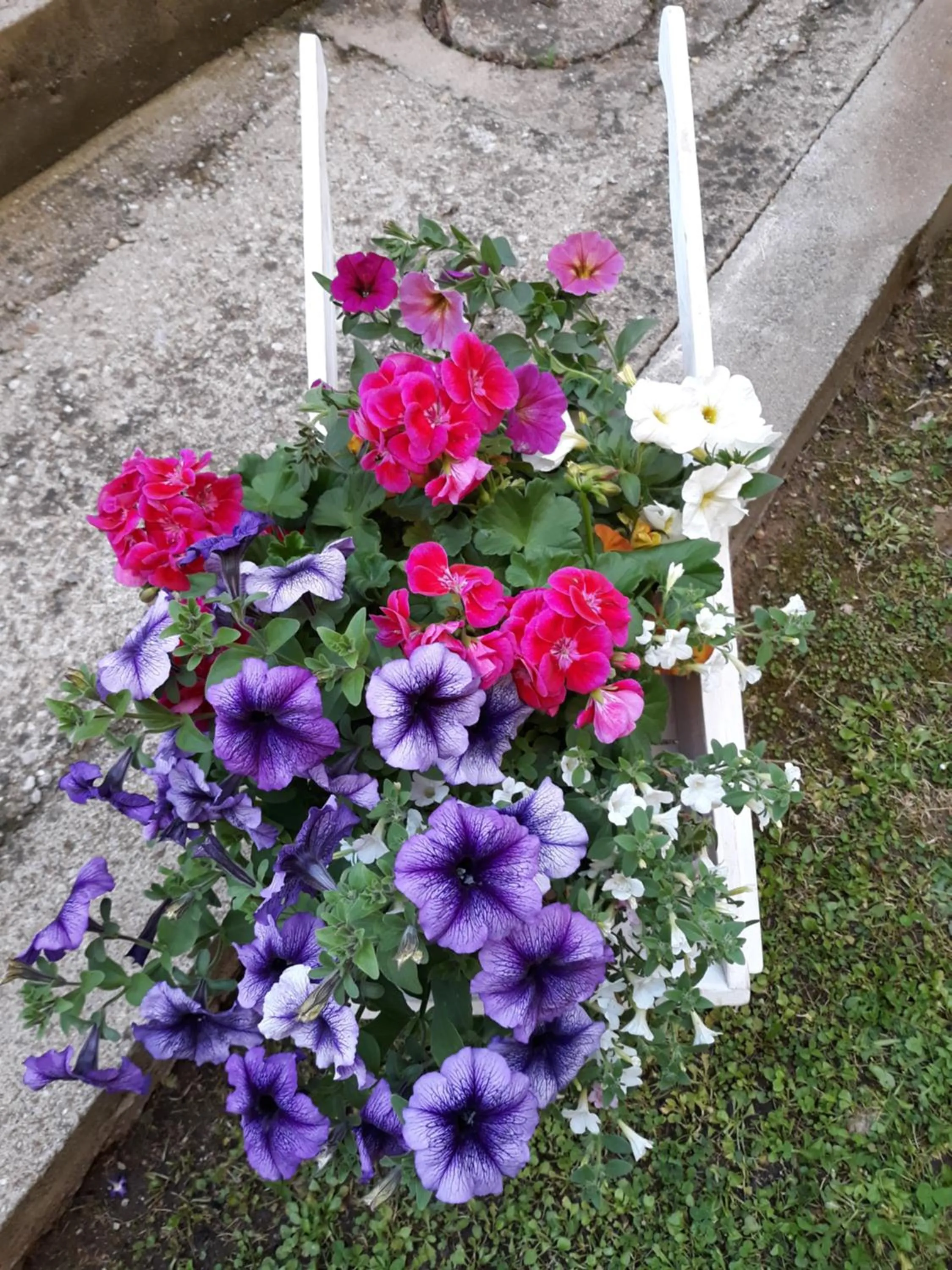 Garden in Hotel Minerva