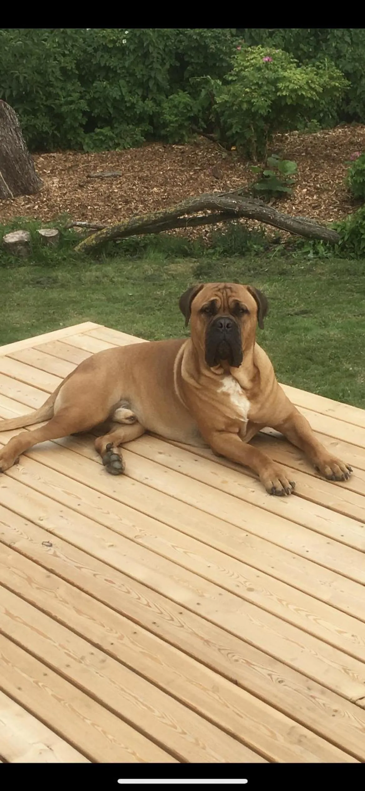 Skorstensfejerens Bed & Breakfast