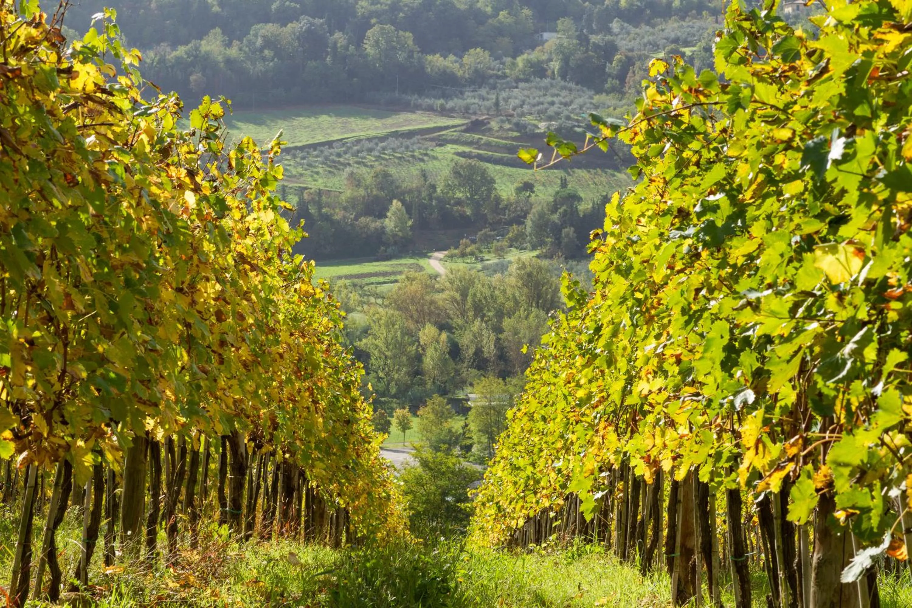 Natural landscape in Relais Poggio Borgoni