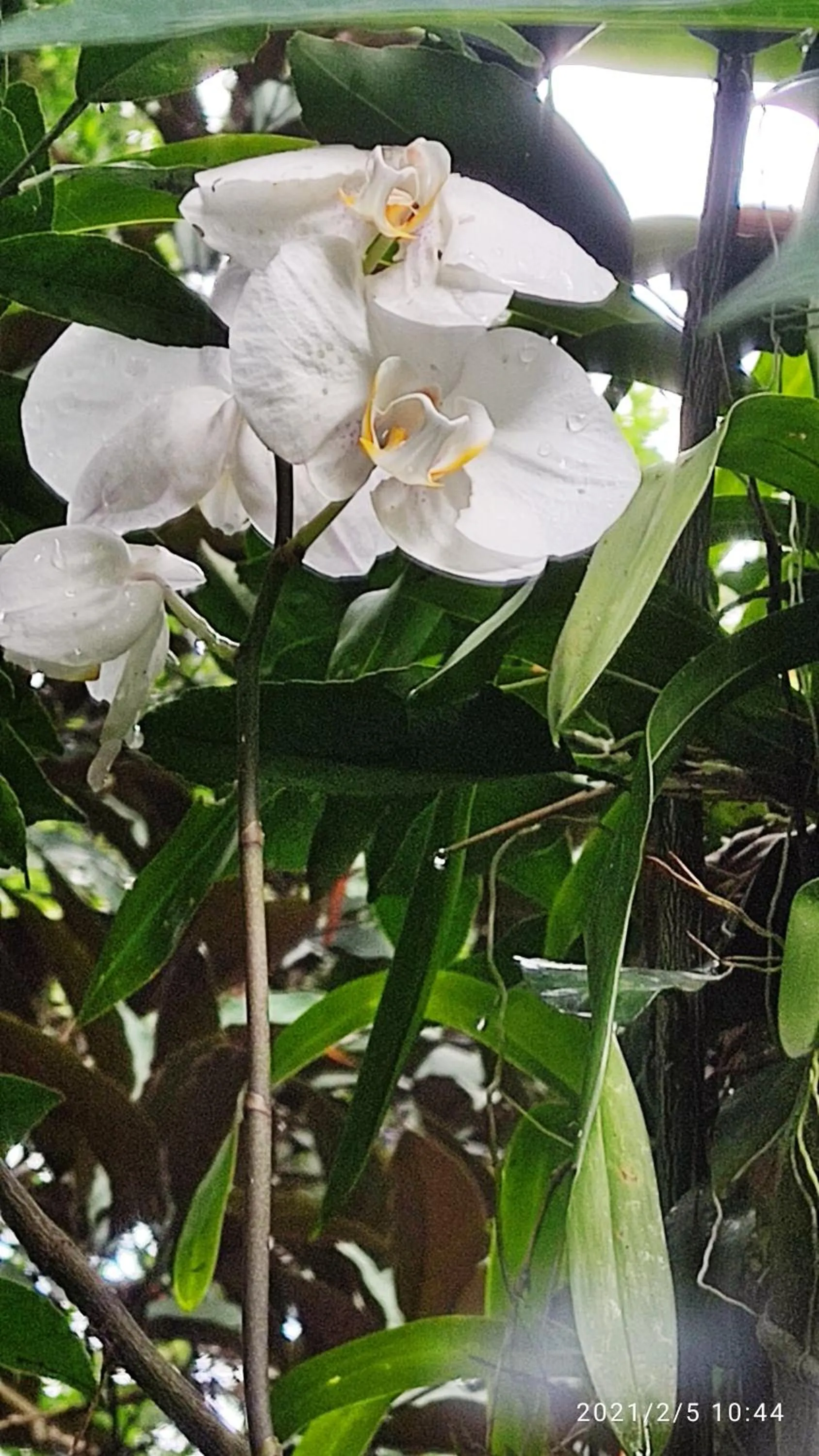Garden in Bela Casa Quartos e Hostel Ilha Grande