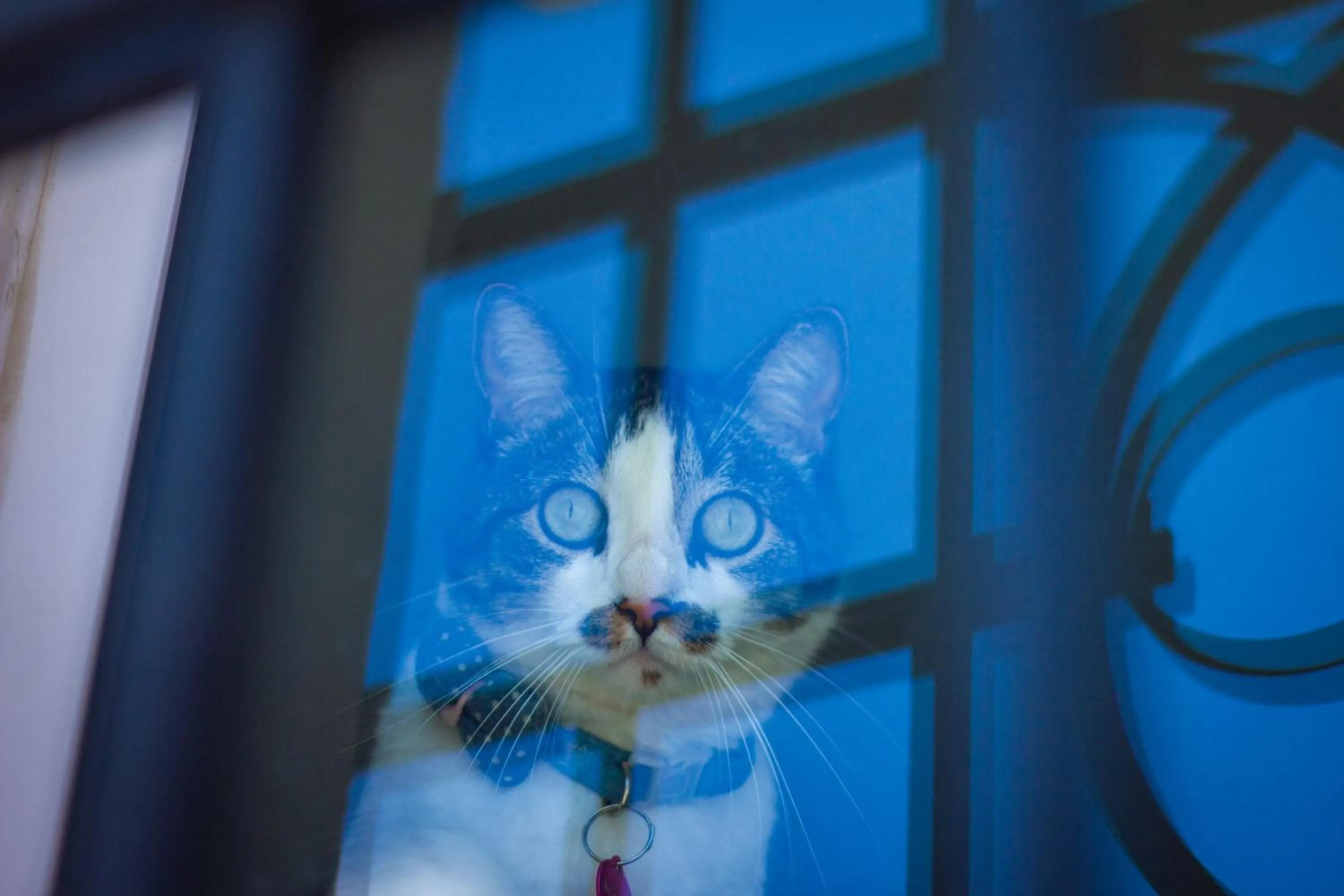 Pets in Hotel Parque de los Novios Inn