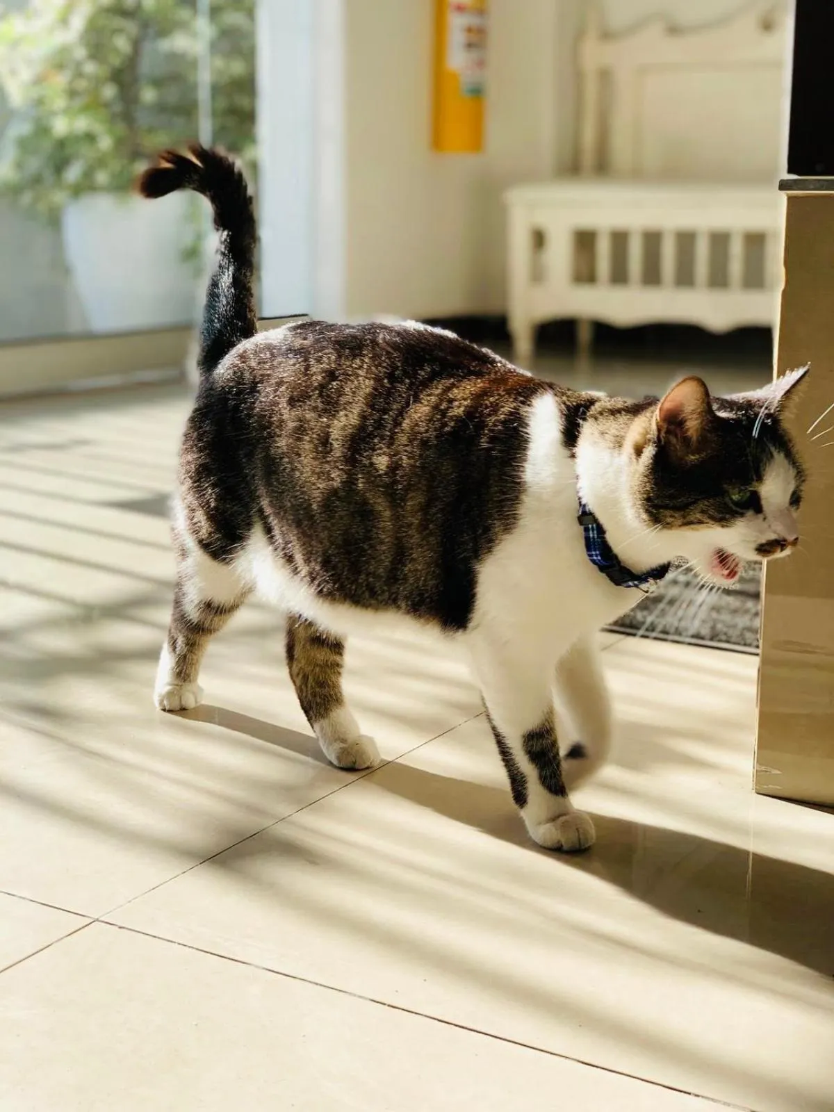 Animals in Hotel Parque de los Novios Inn