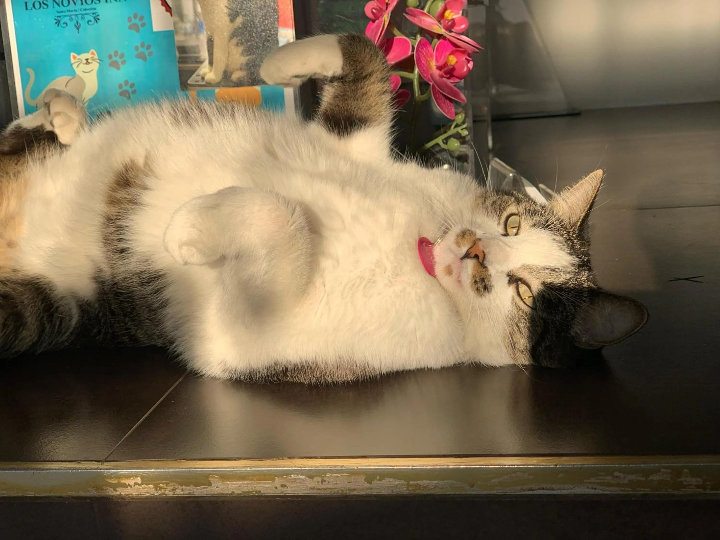 Pets in Hotel Parque de los Novios Inn