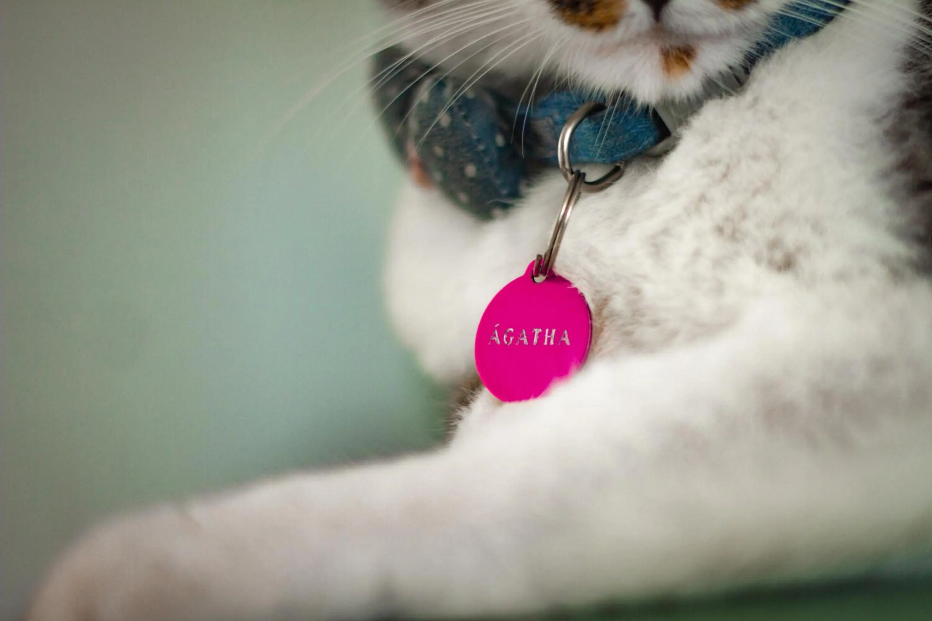 Pets in Hotel Parque de los Novios Inn