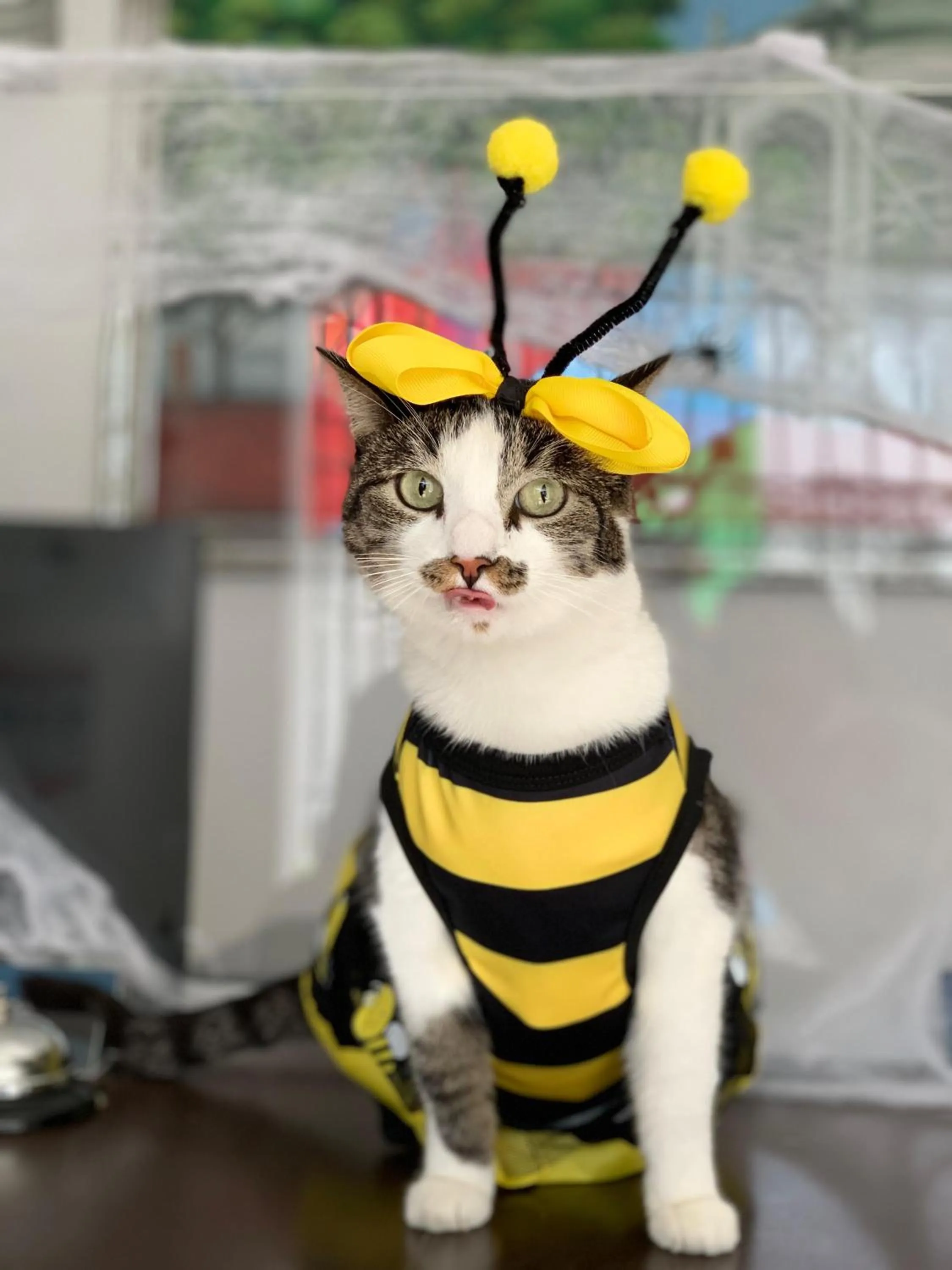 Pets in Hotel Parque de los Novios Inn