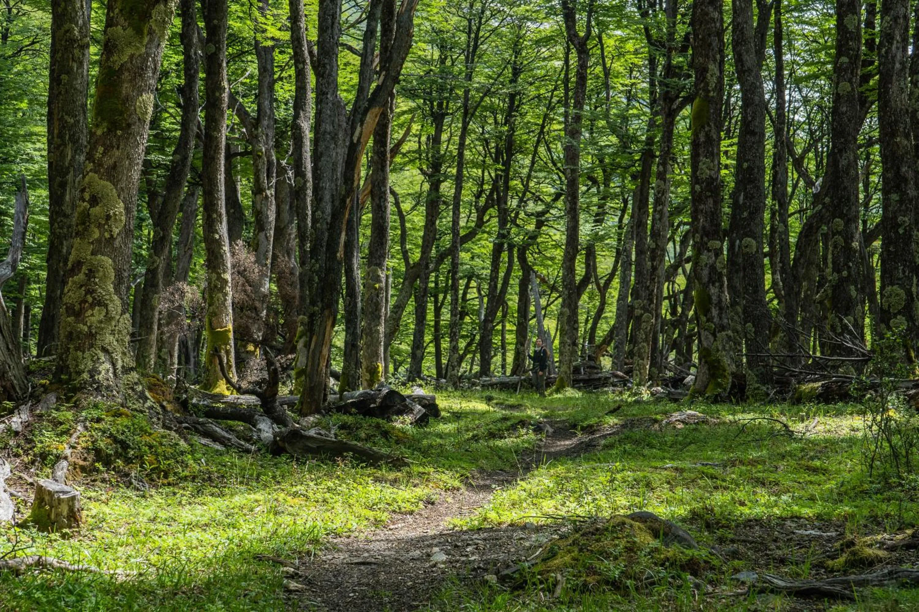 Day in Refugio de Glaciares