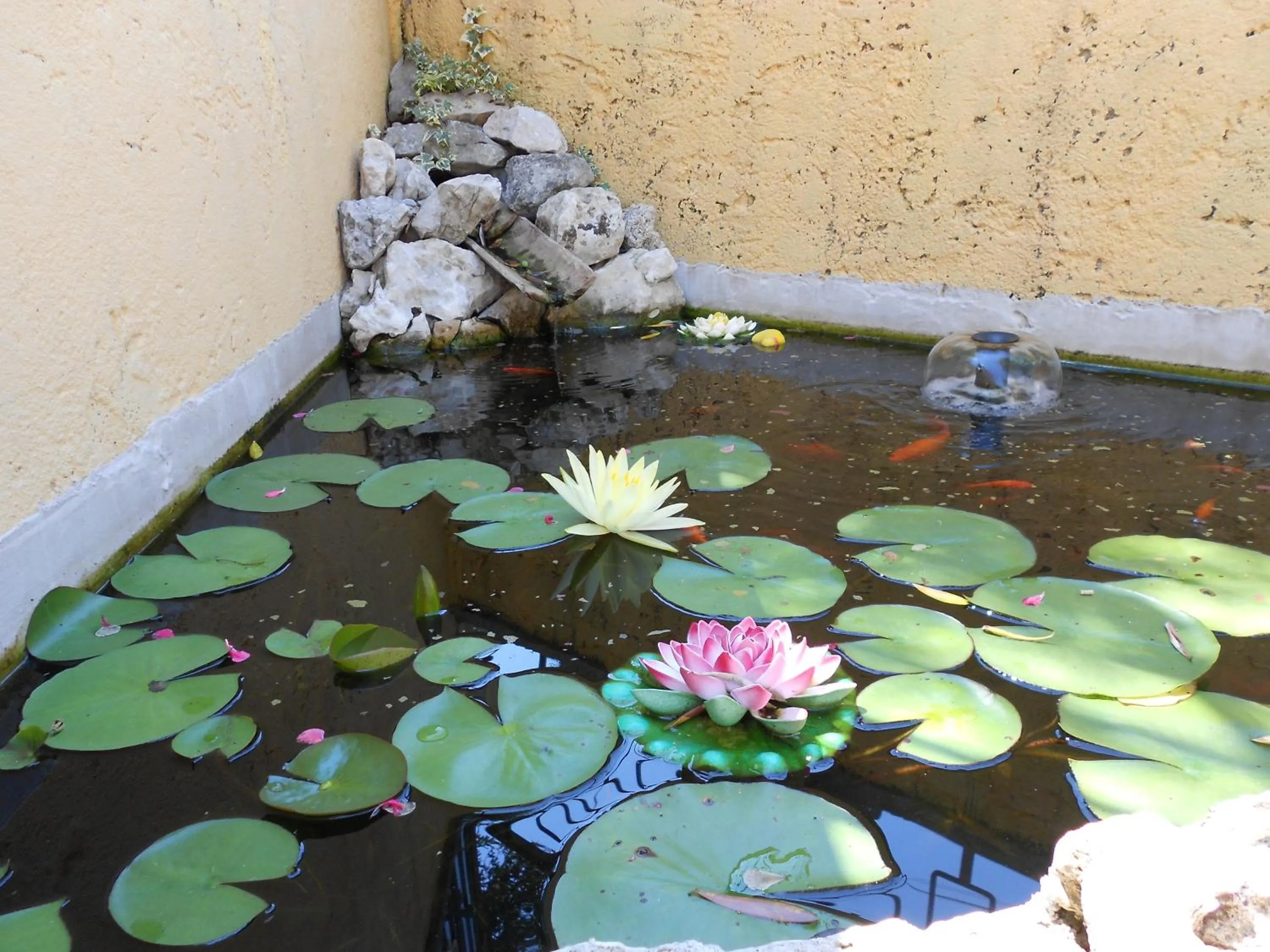 Garden in Hotel Casa Gagliardi