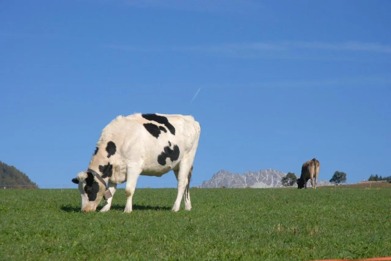 Animals in Al Pian Garnì - B&B & Pizza