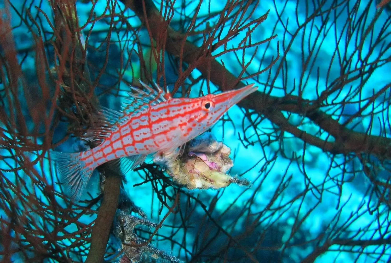 Activities in Utopia Beach Club