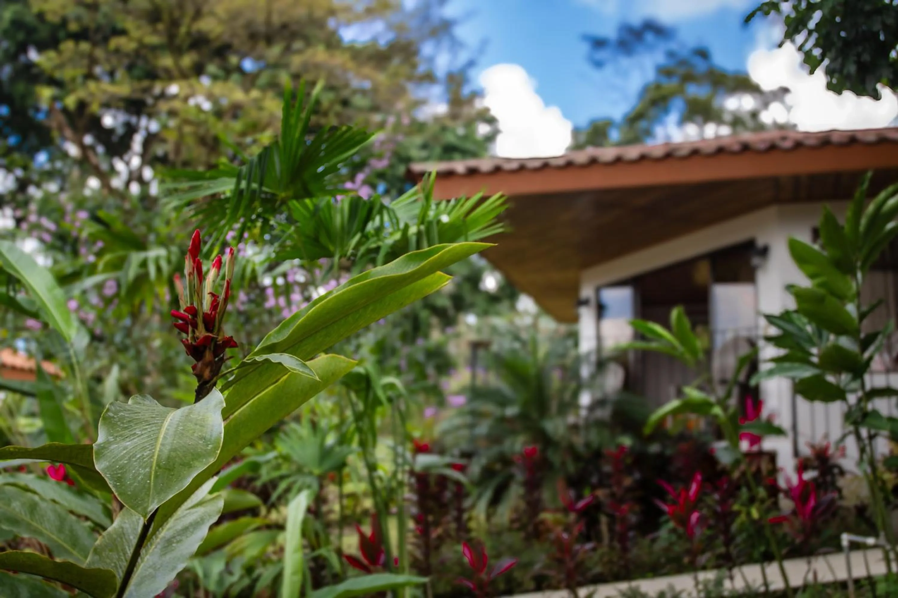 Garden view in Miradas Arenal Hotel & Hotsprings