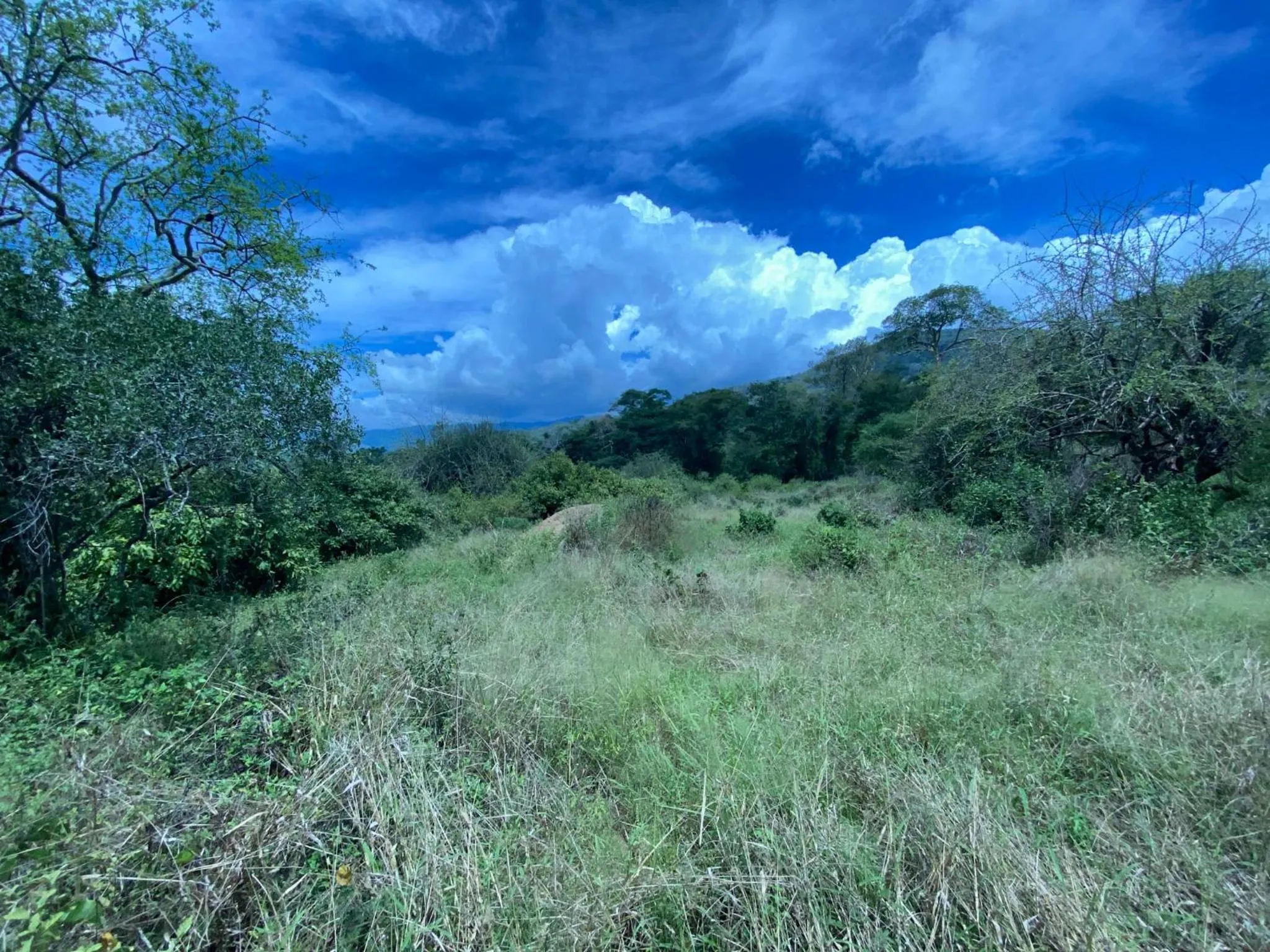 Natural landscape in Mkomazi Hotels and Camps