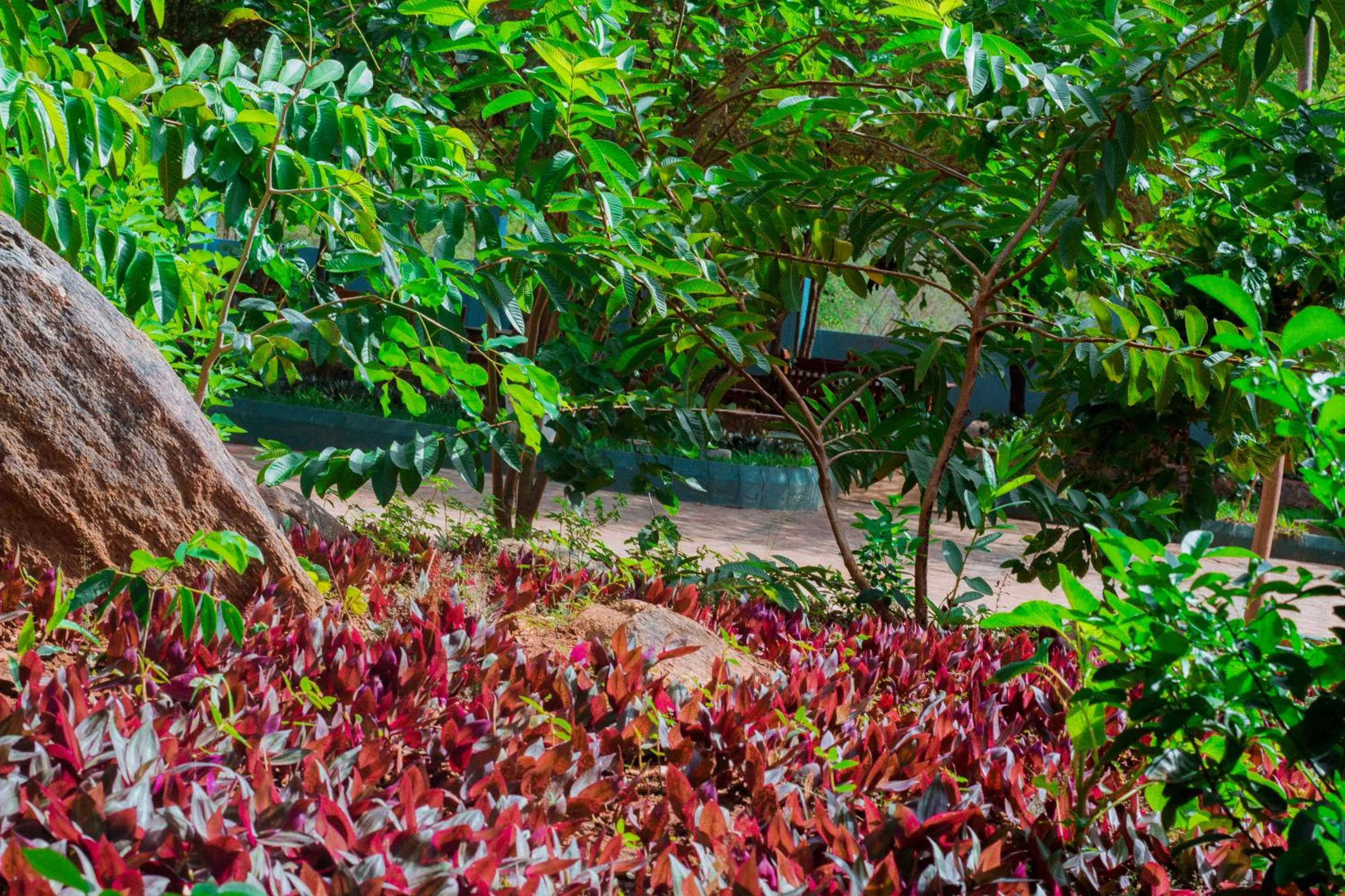 Garden in Mkomazi Hotels and Camps