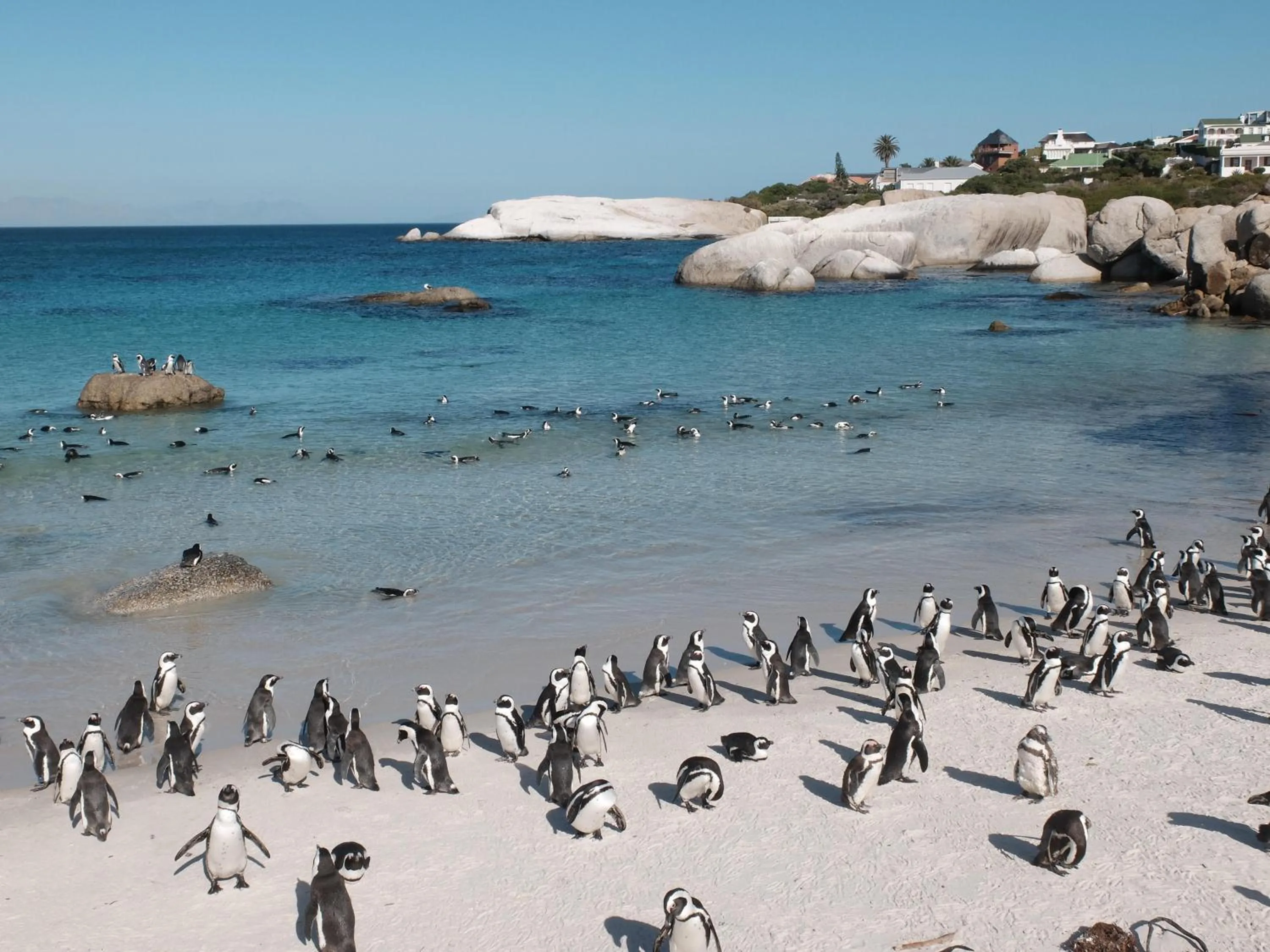 Natural landscape in Penguin Haven . Luxury 2 bedroom, Boulders Beach.