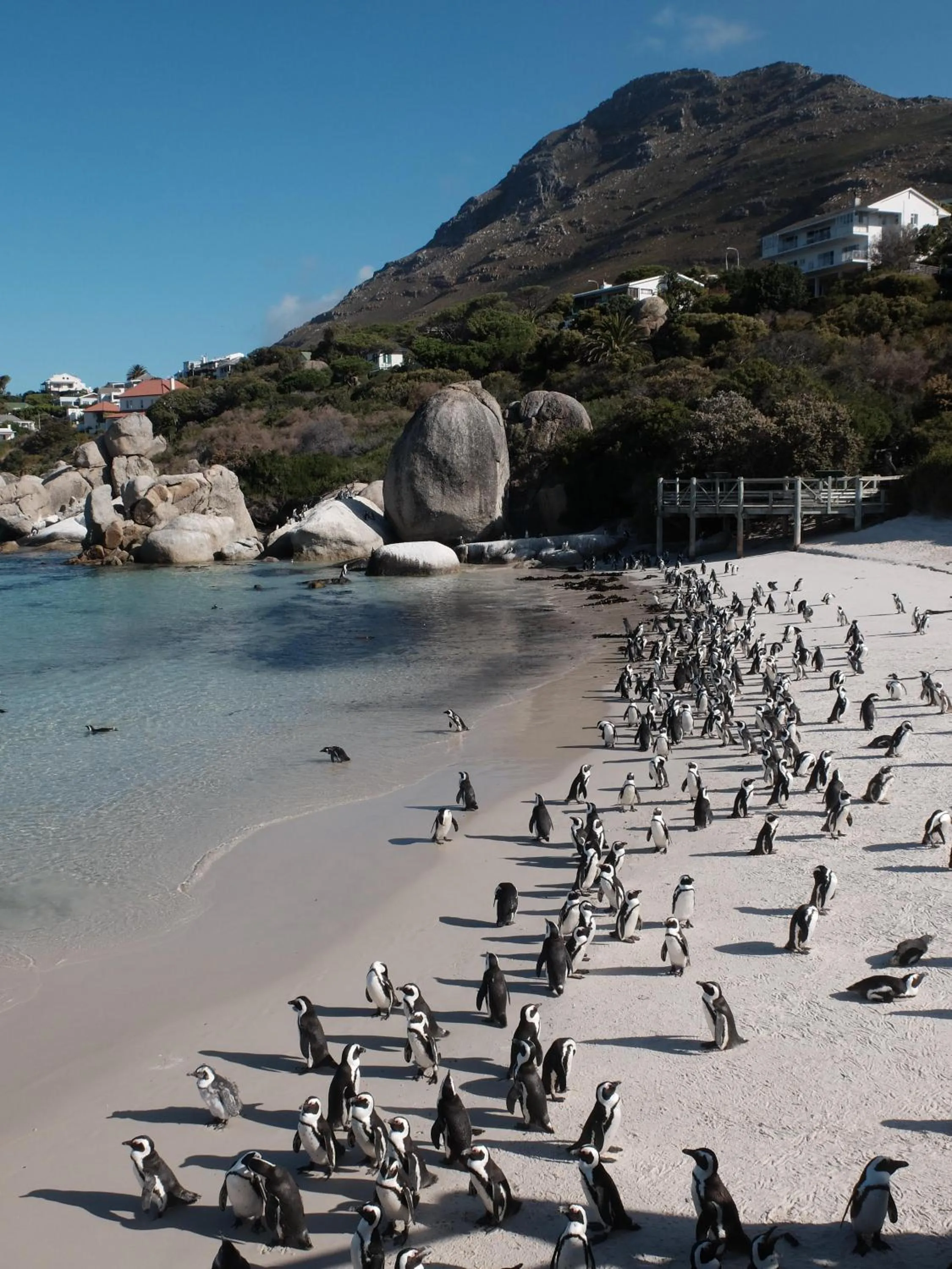 Natural landscape in Penguin Haven . Luxury 2 bedroom, Boulders Beach.