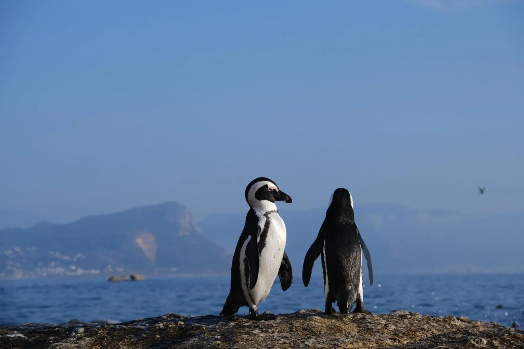 Nearby landmark in Penguin Haven . Luxury 2 bedroom, Boulders Beach.