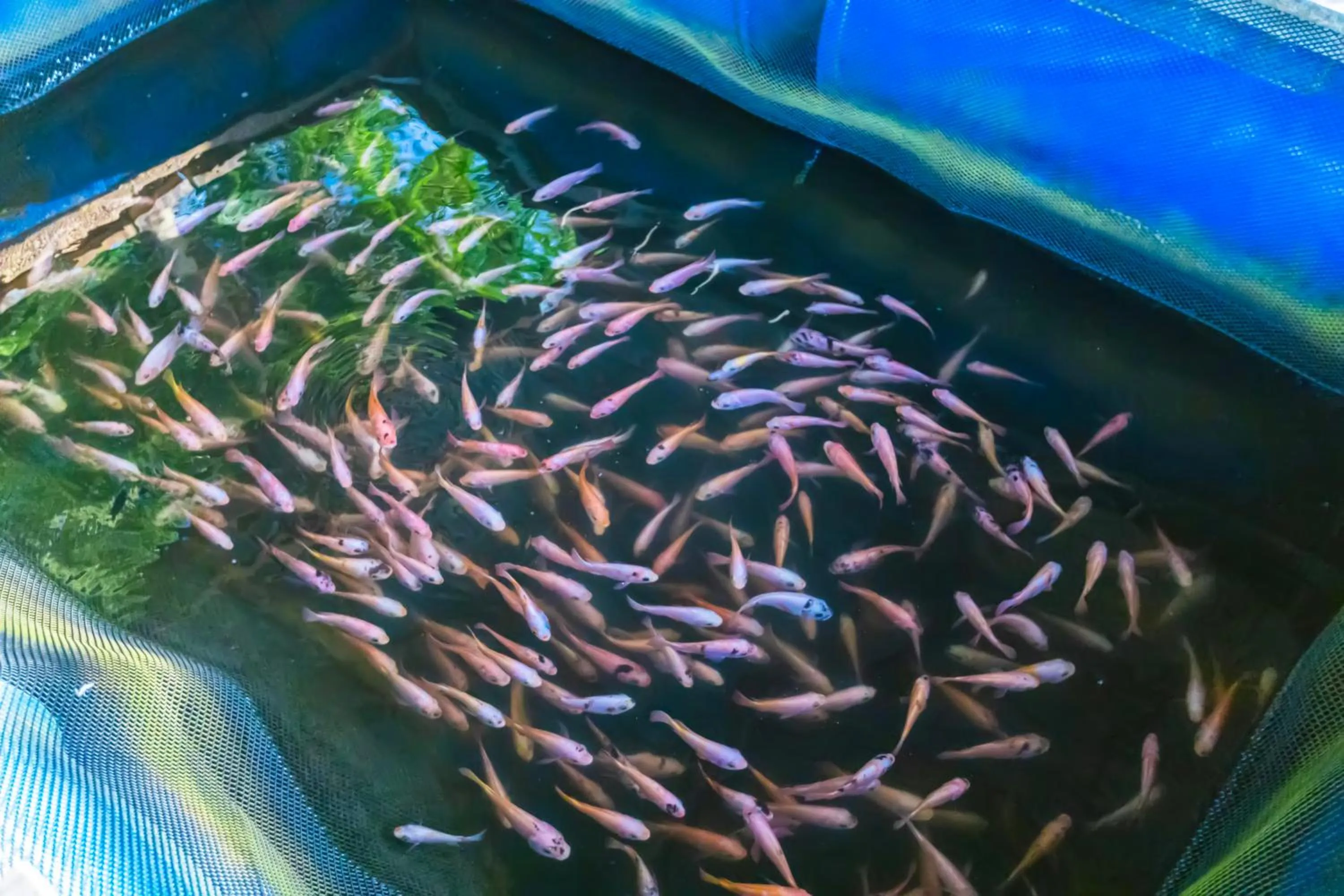 Animals in THE Mangrove cave Hotel