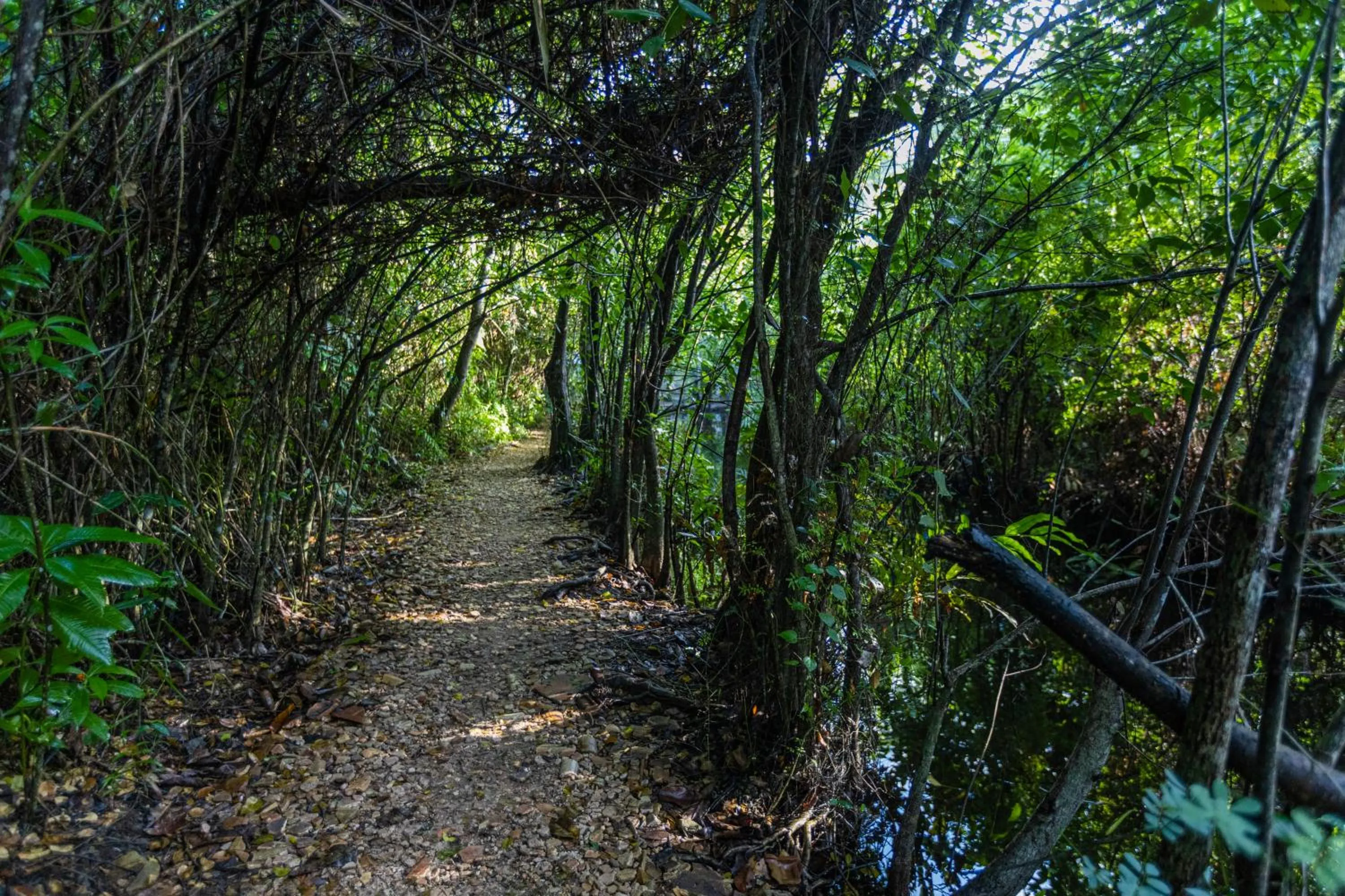 THE Mangrove cave Hotel