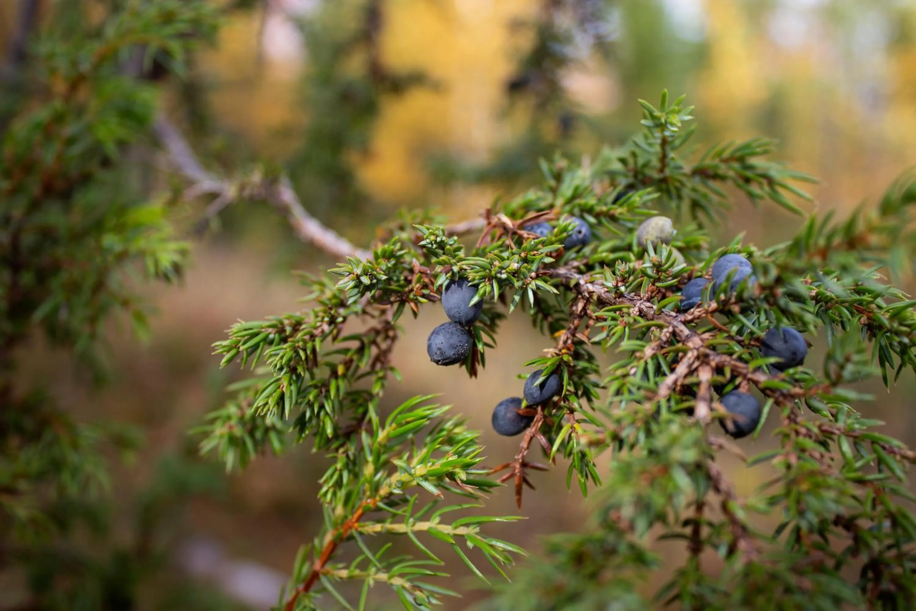 Hiking in Hotell Tjamstan Malå
