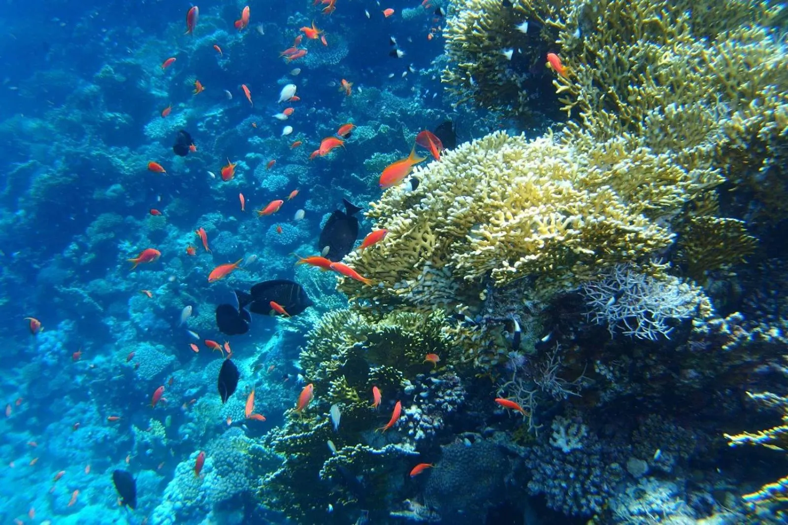 Reef House