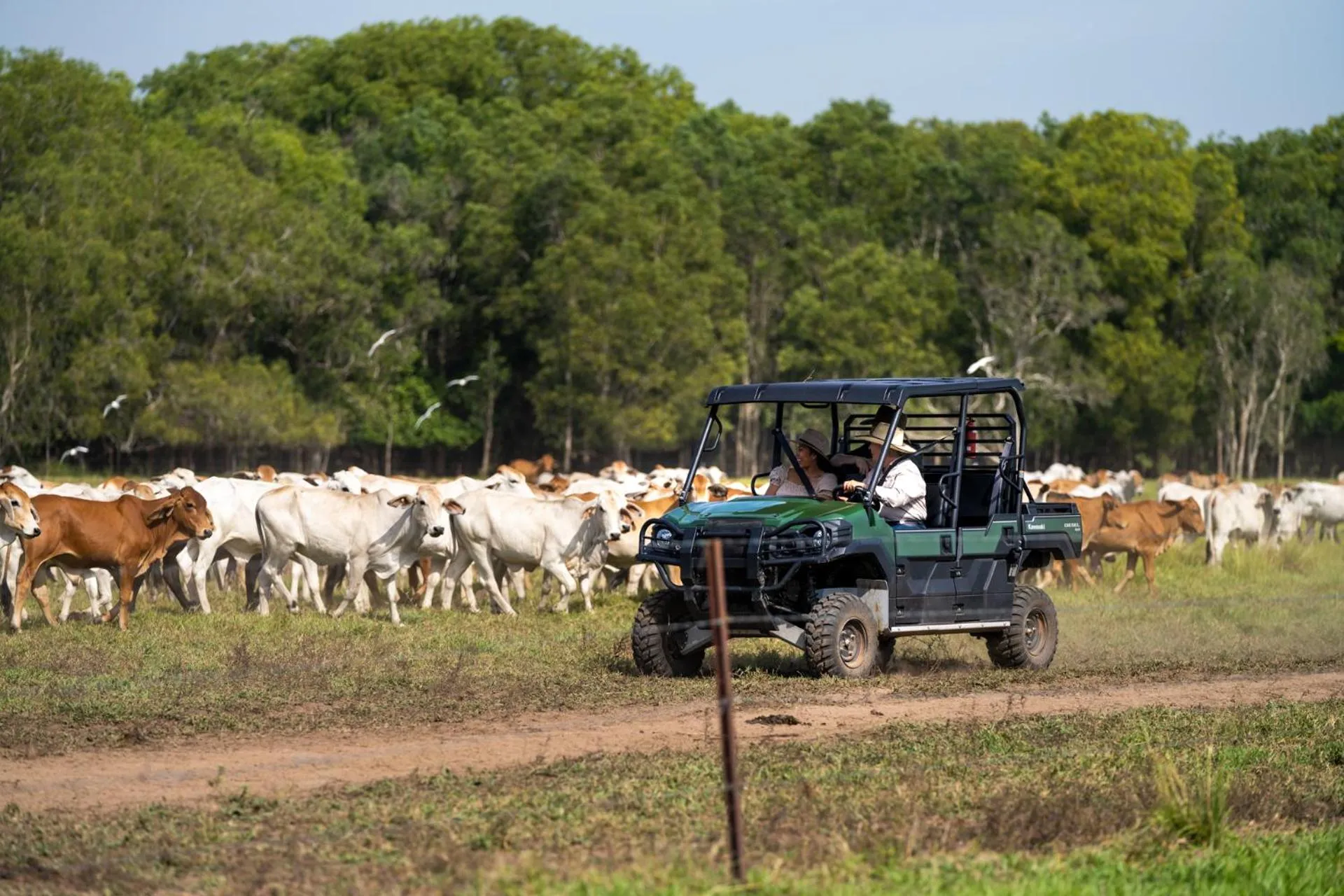 Natural landscape in Finniss River Lodge